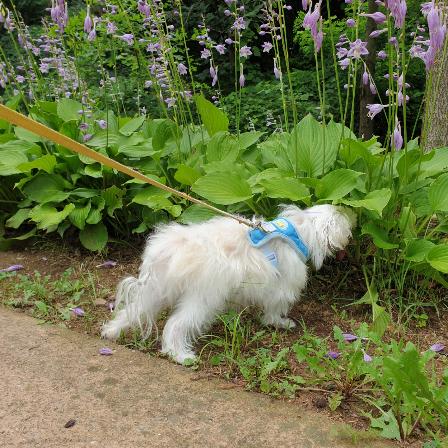 꽃순이 ^o^ 금동이