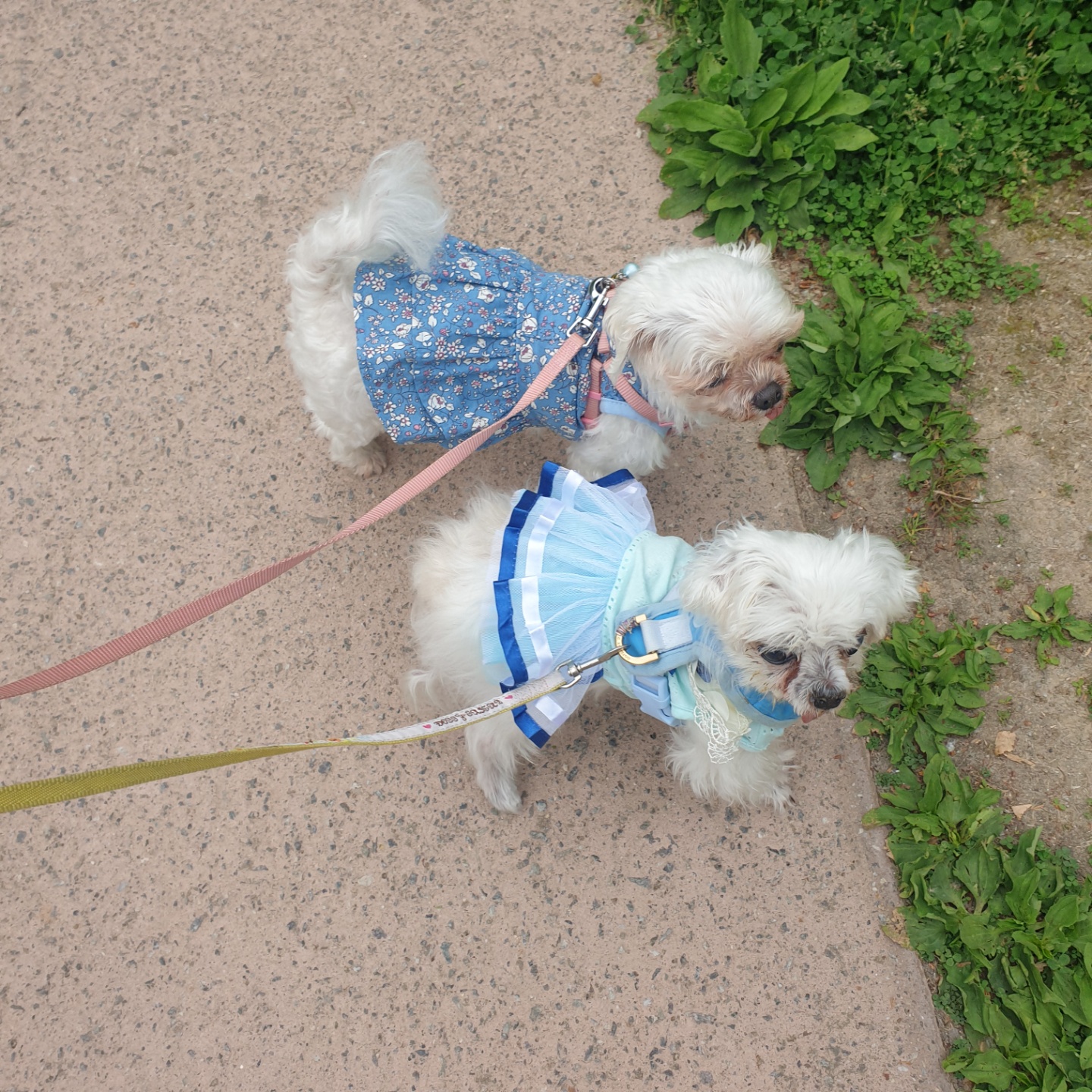 꽃순이 ^o^ 금동이