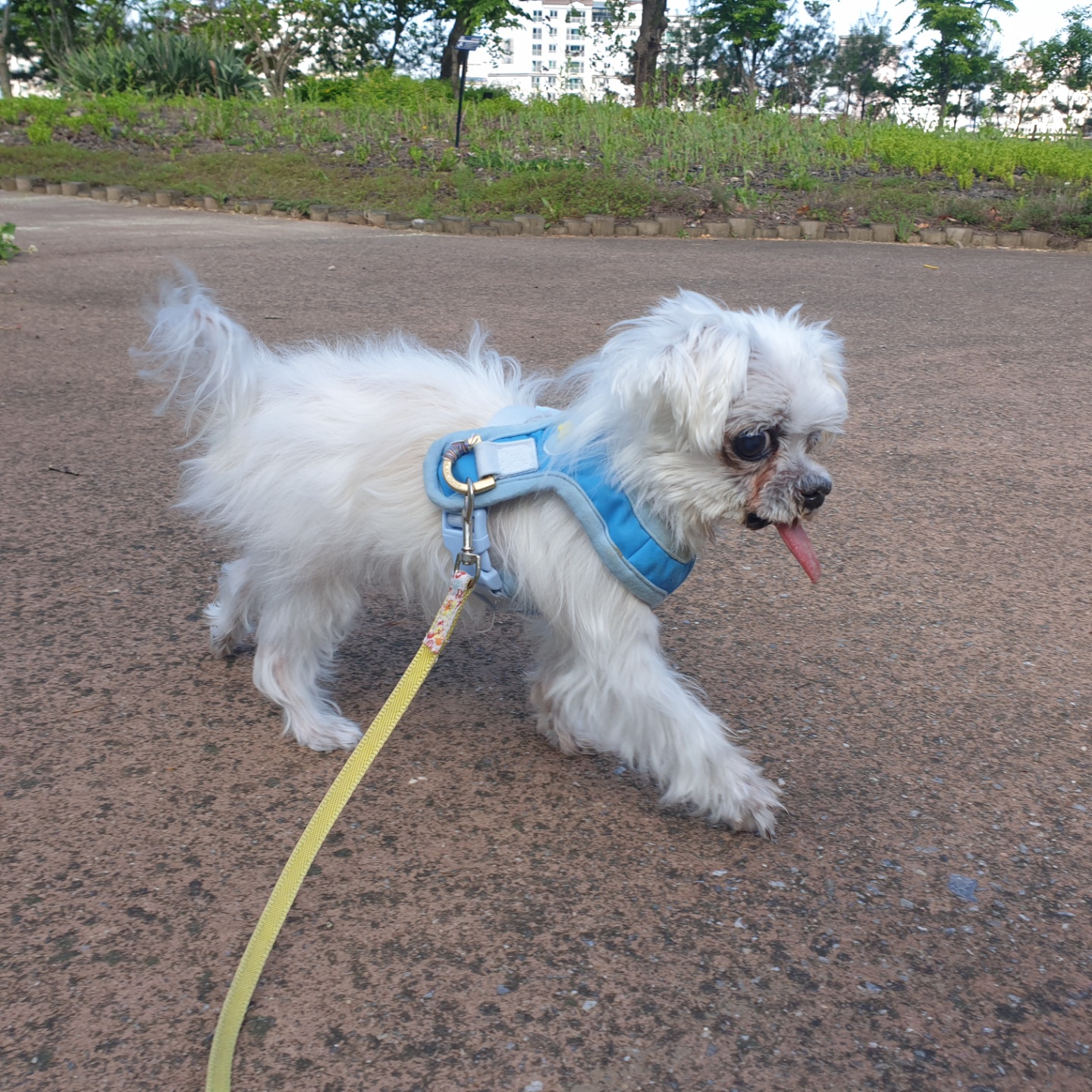 꽃순이 ^o^ 금동이