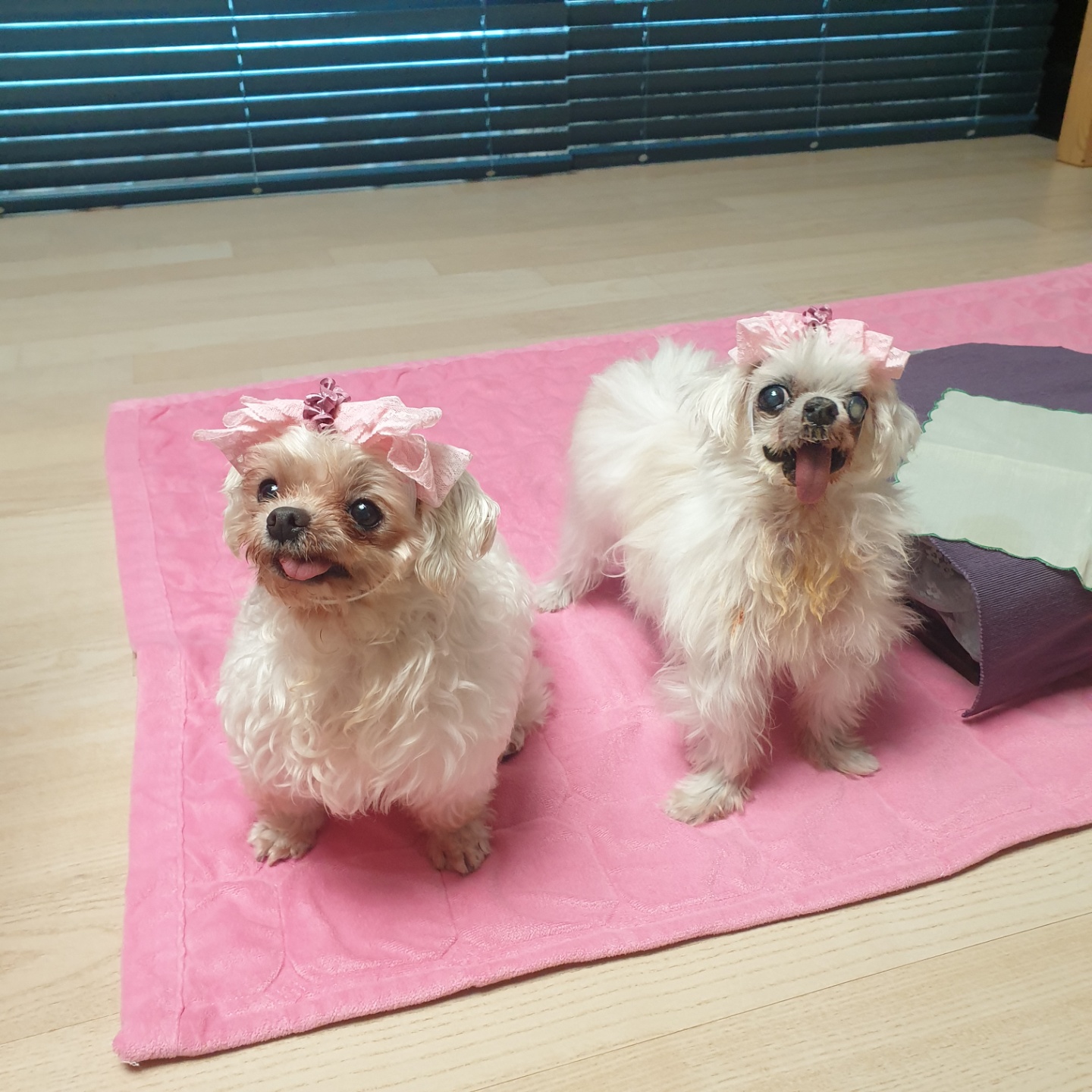 꽃순이 ^o^ 금동이