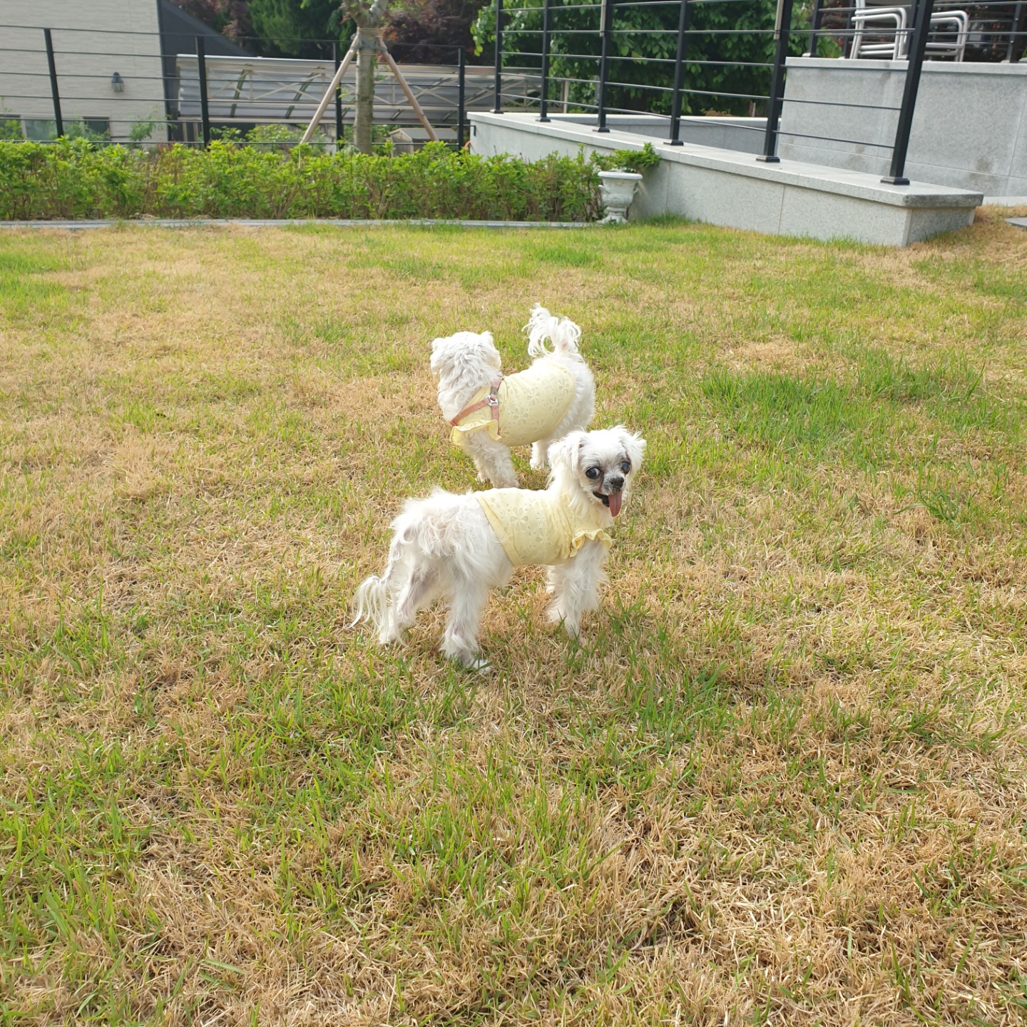 꽃순이 ^o^ 금동이