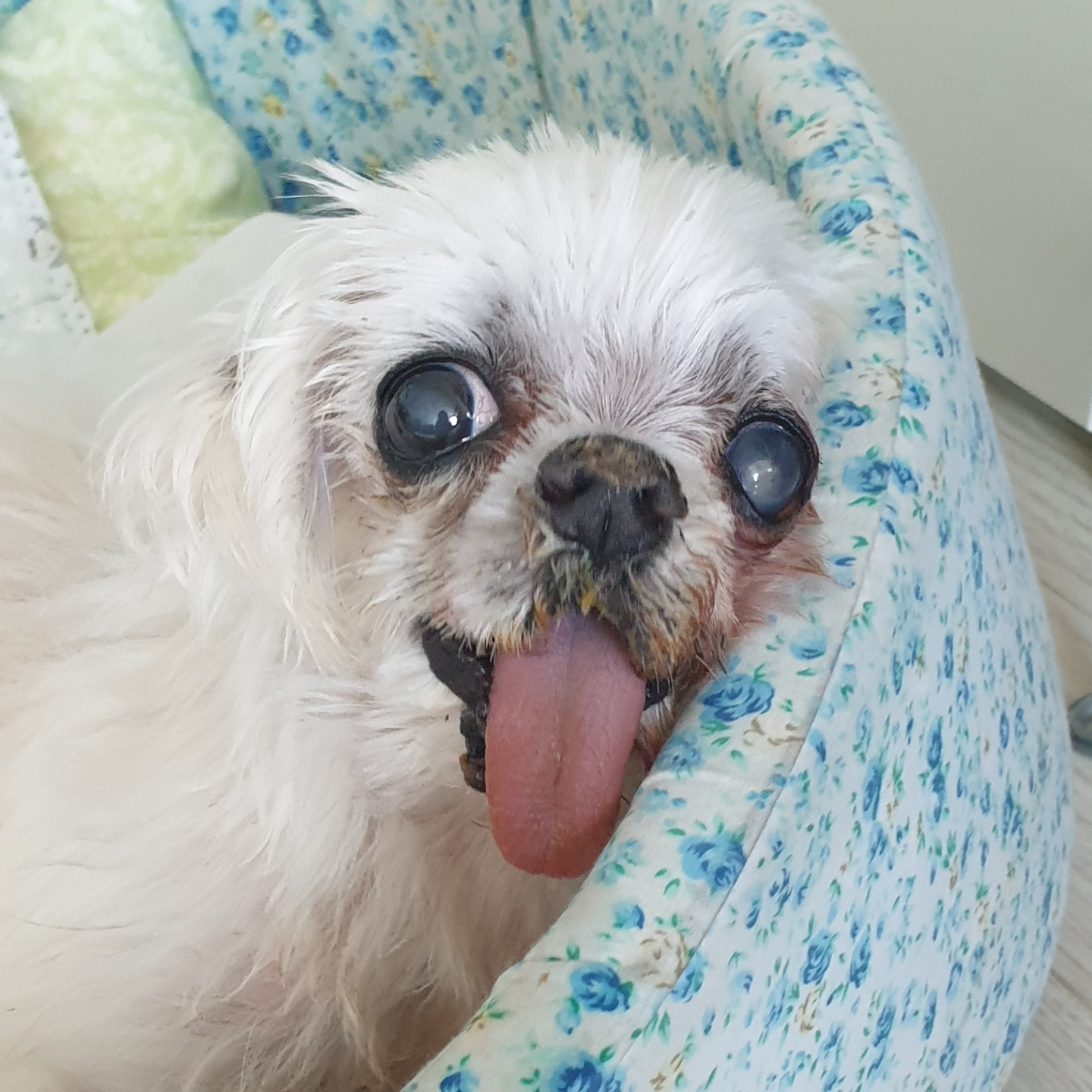 꽃순이 ^o^ 금동이