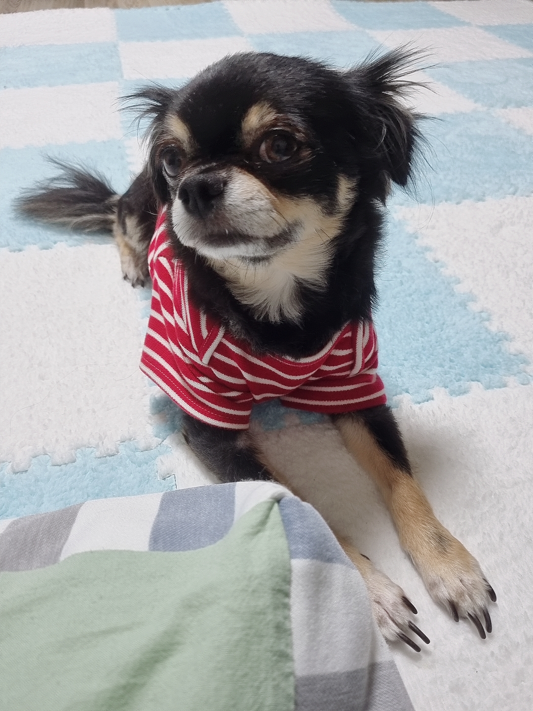 평택치와와 칸쵸~~