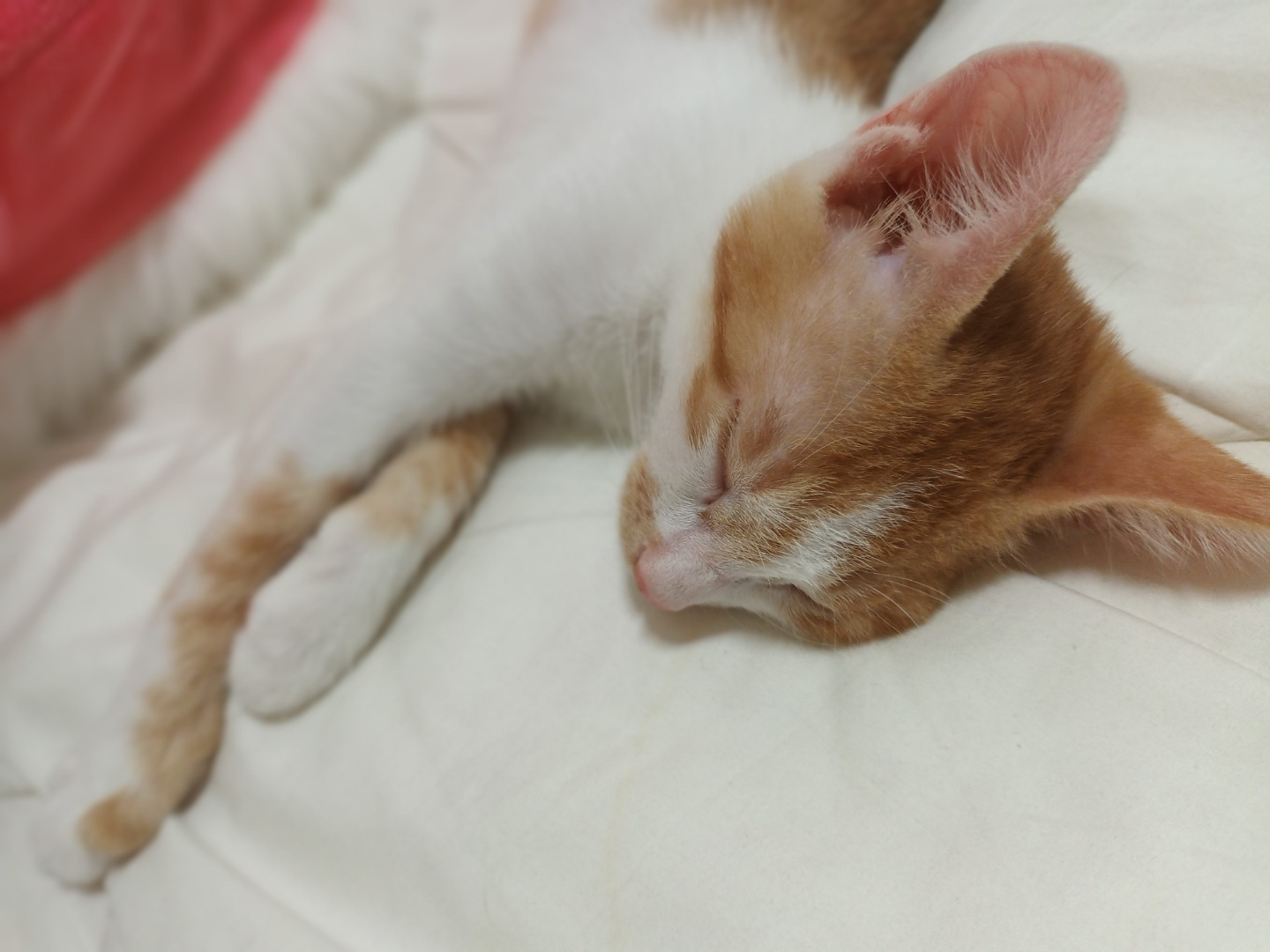 힘찬이 무럭이 1달