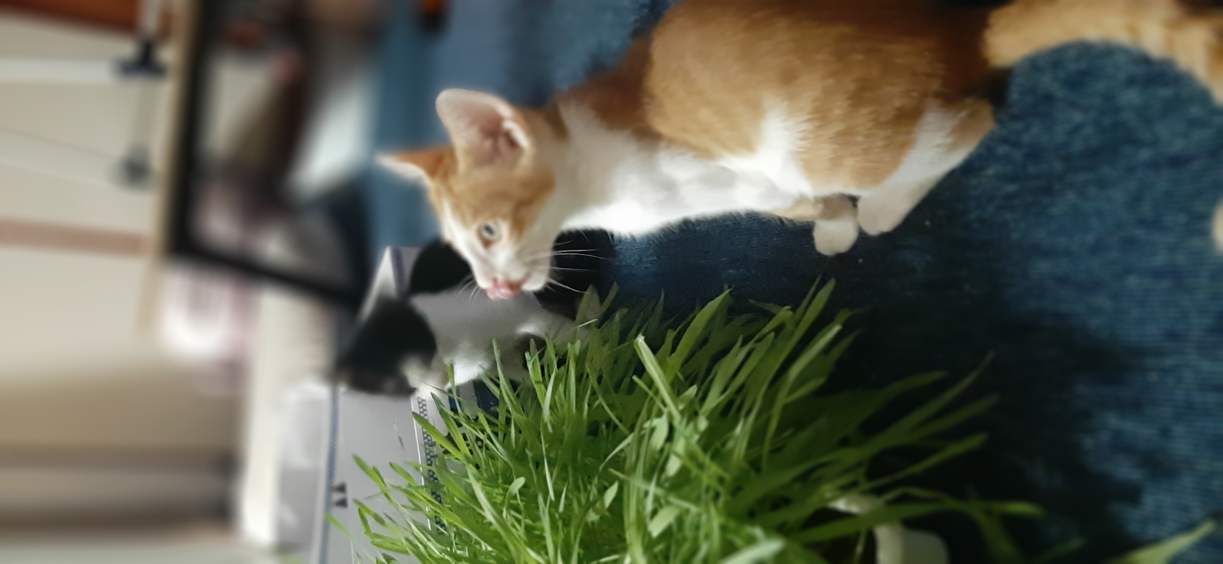 힘찬이 무럭이 1달