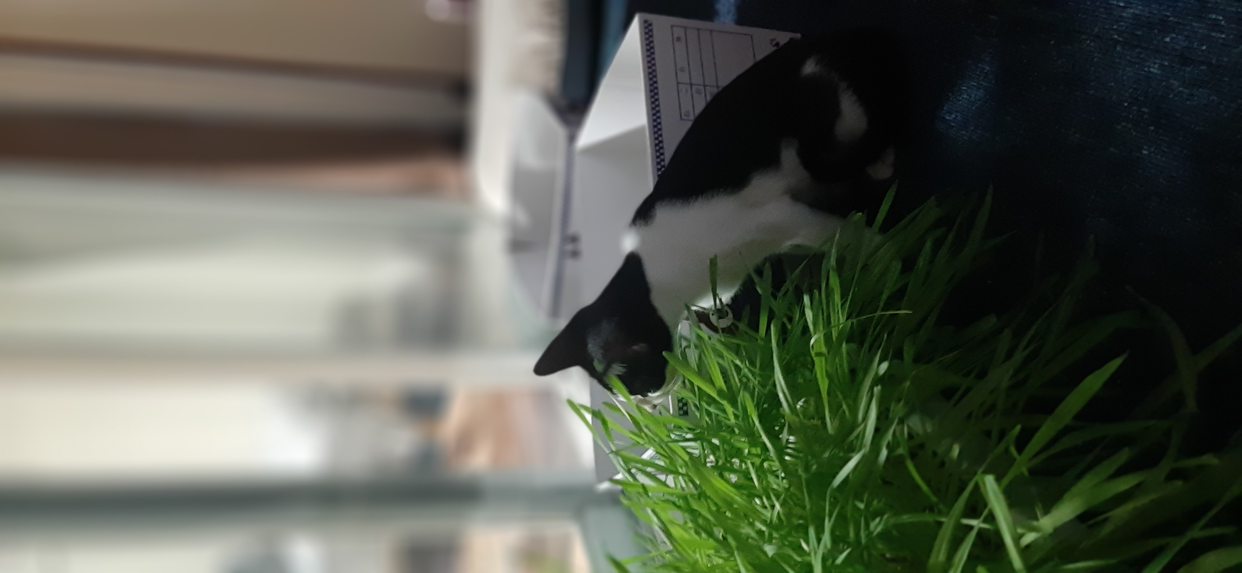 힘찬이 무럭이 1달