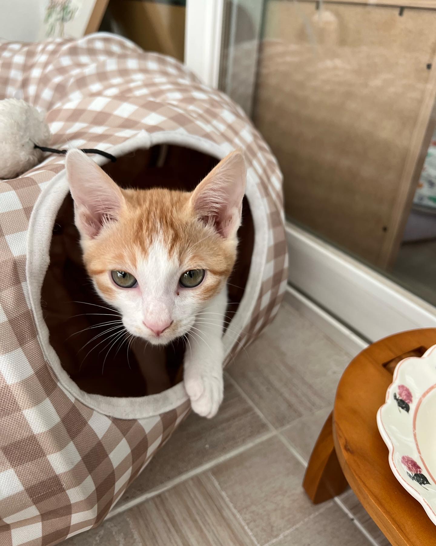 바니&차니의 4주 