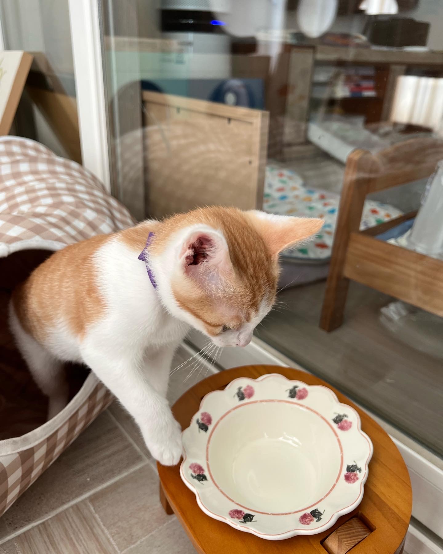 바니&차니의 4주 