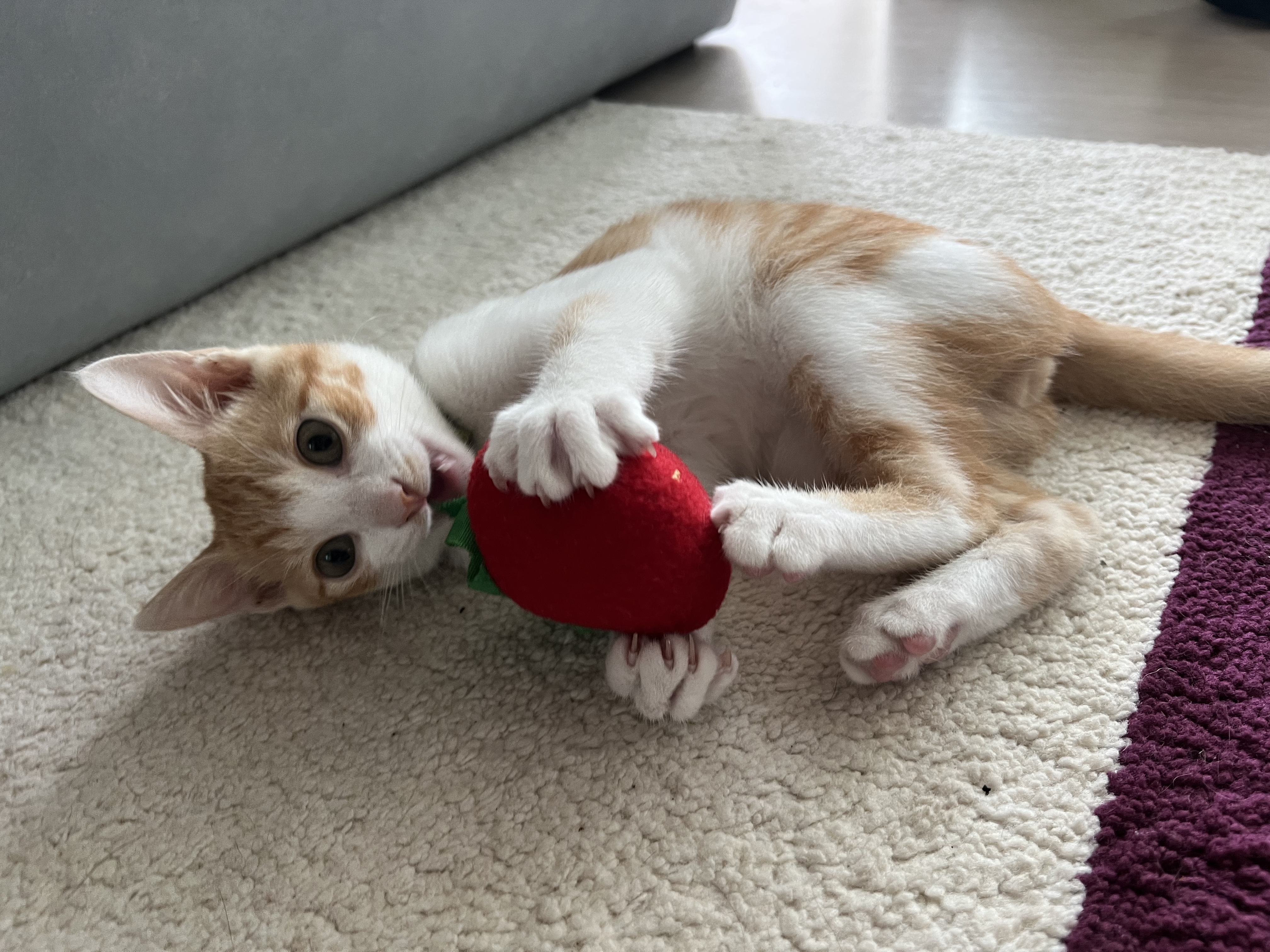 바니&차니의 4주 