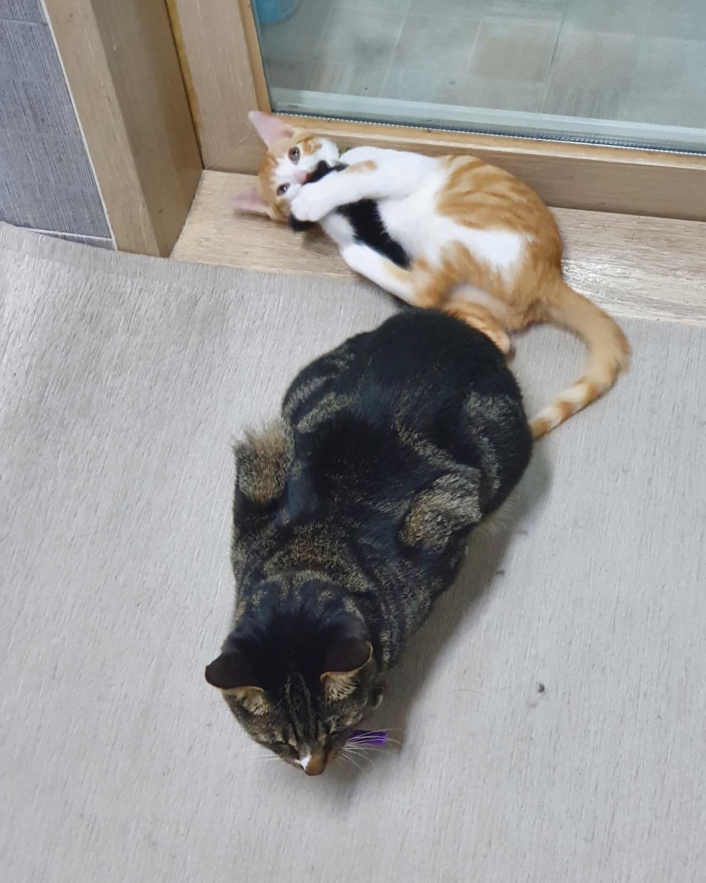 바니&차니의 4주 