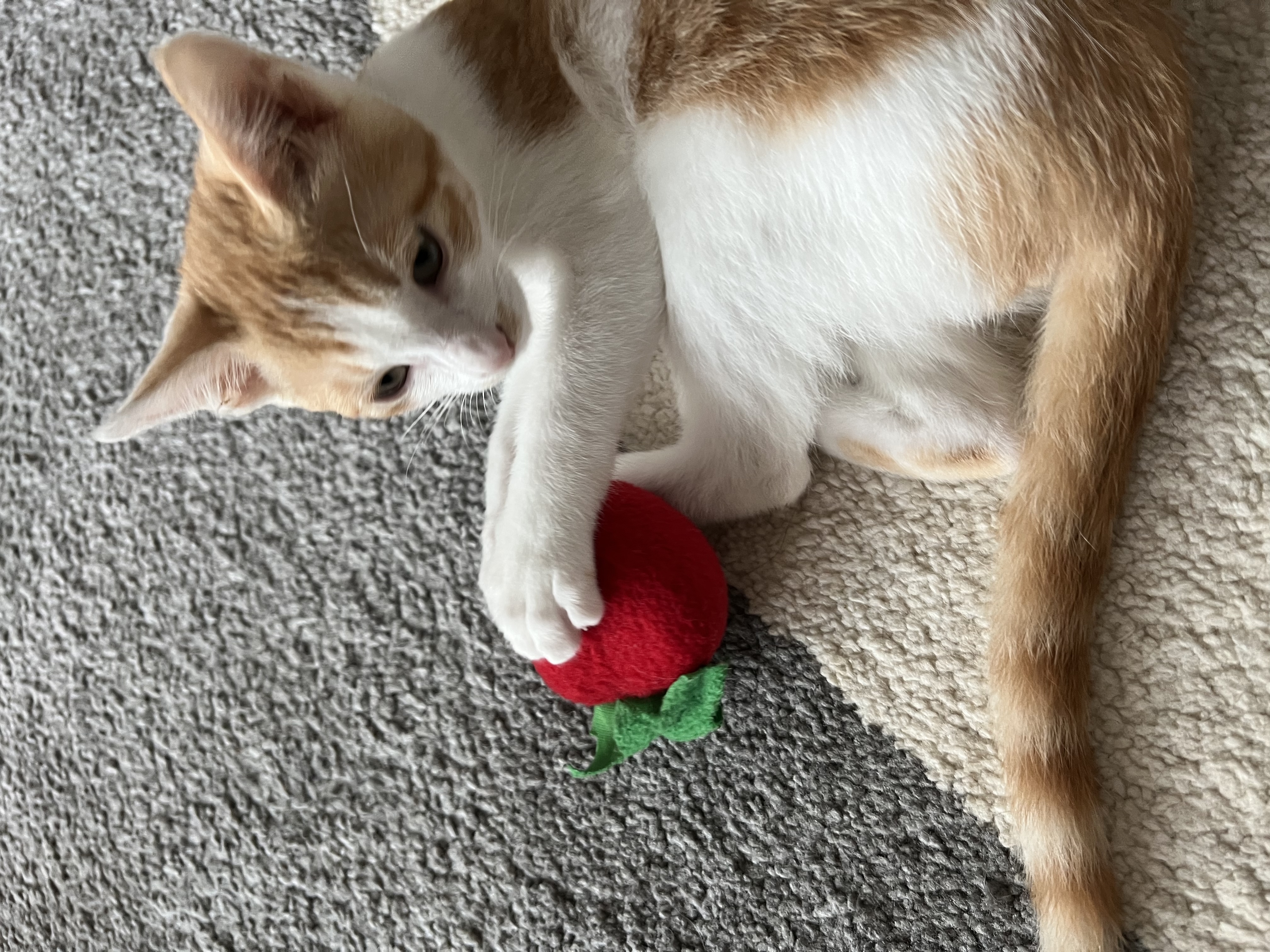 바니&차니의 4주 