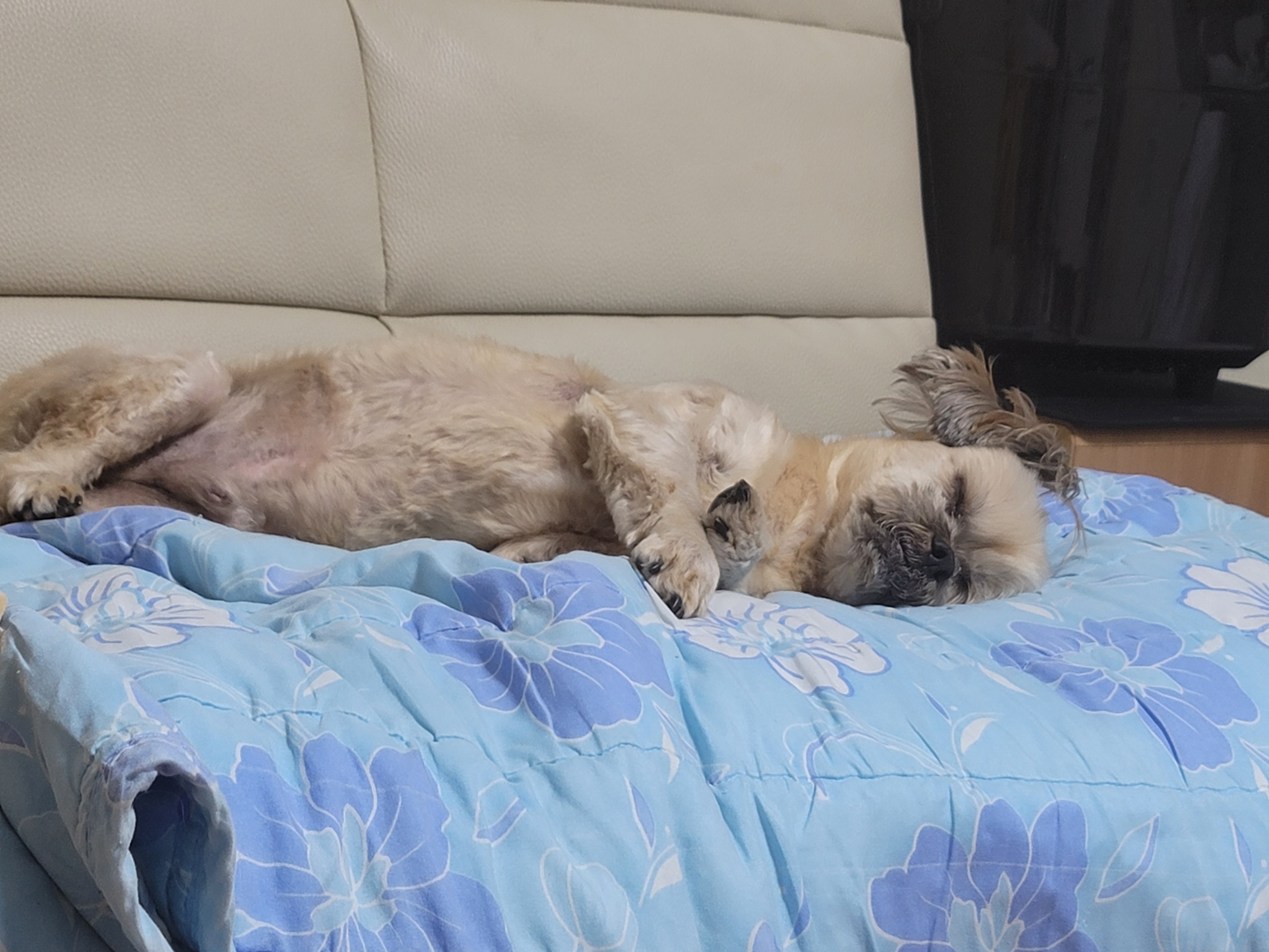 깐돌이 입양후 소식