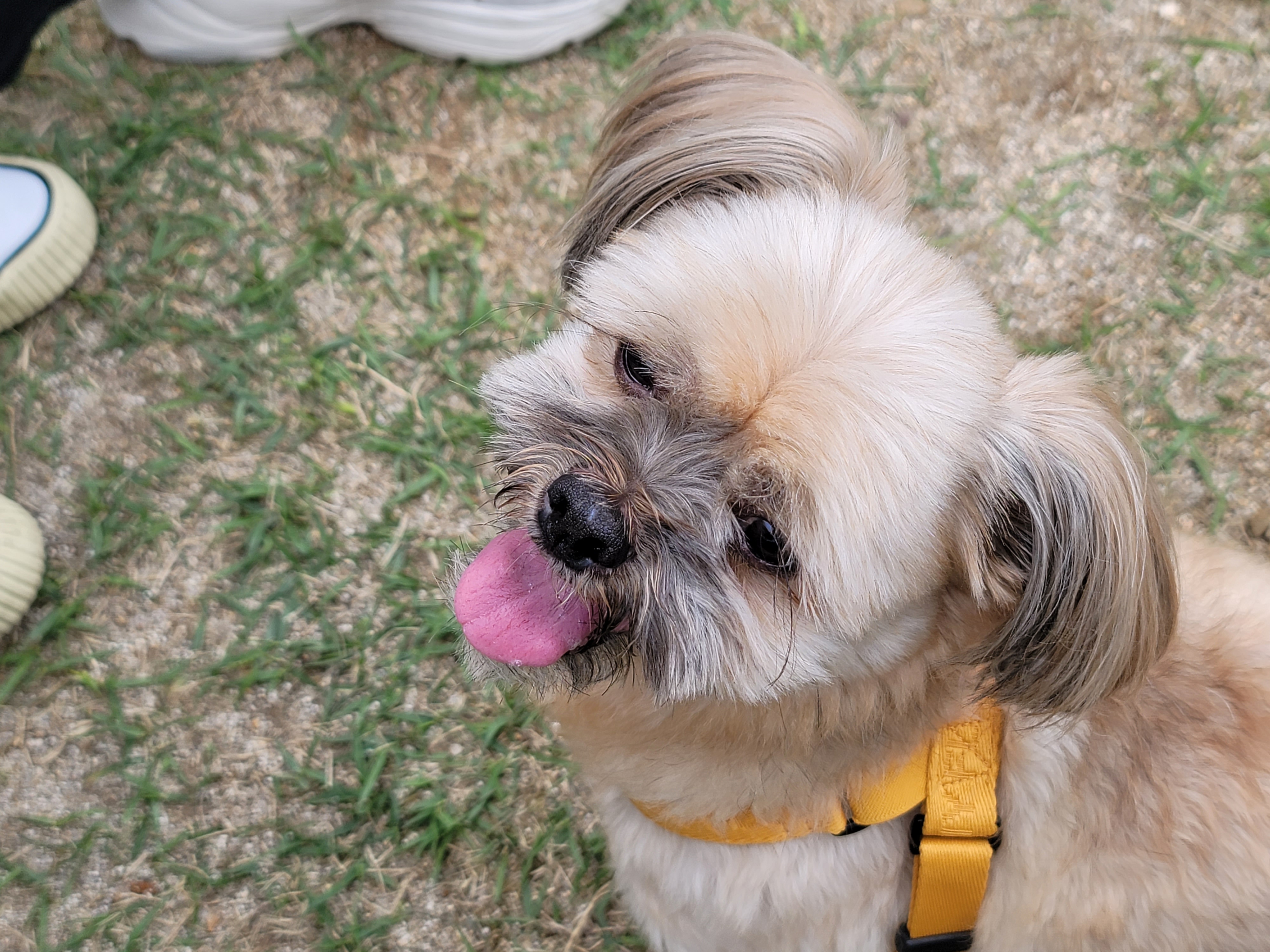 깐돌이 입양후 소식