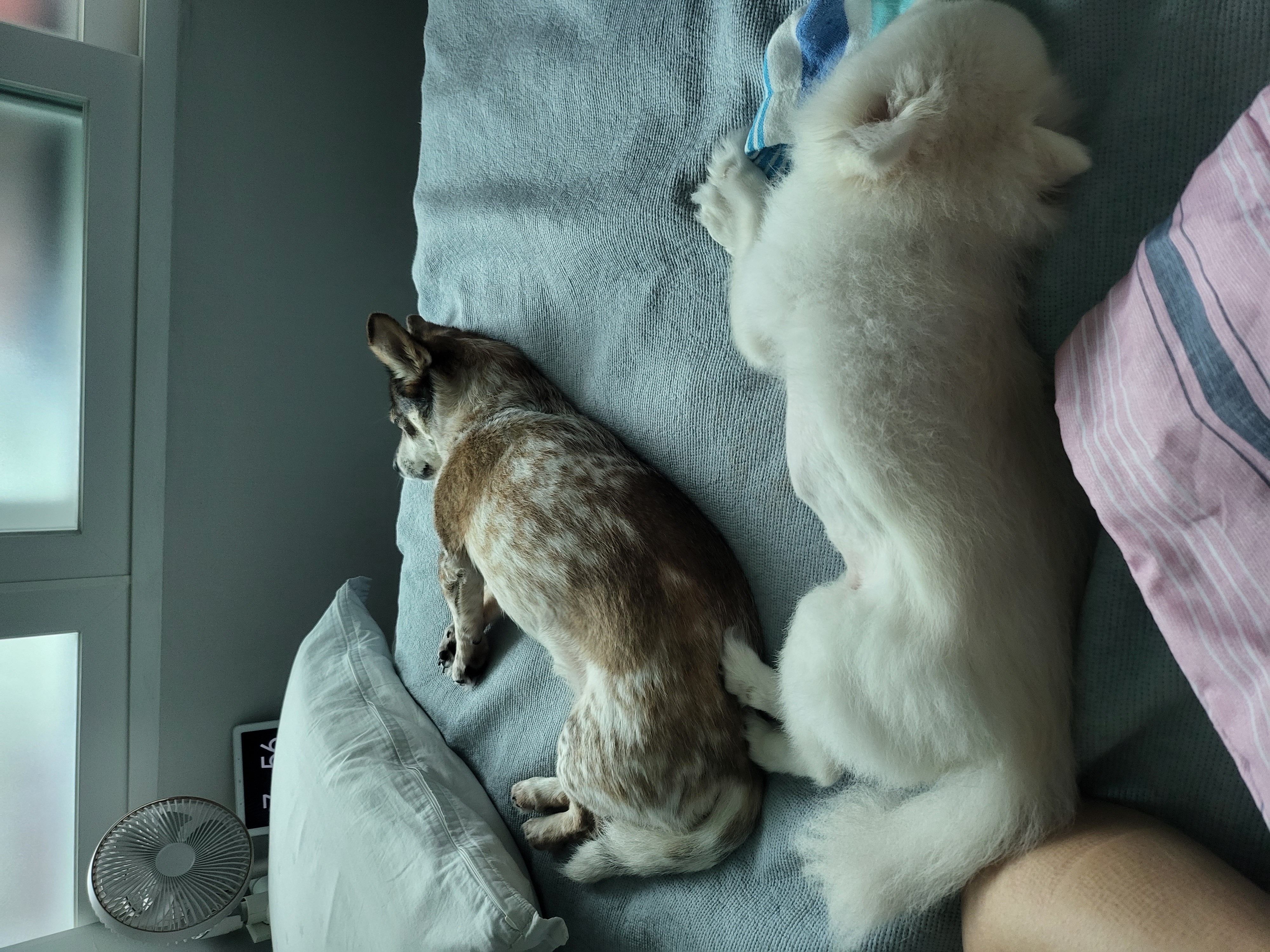 설이 (샤니) 인사드립니다