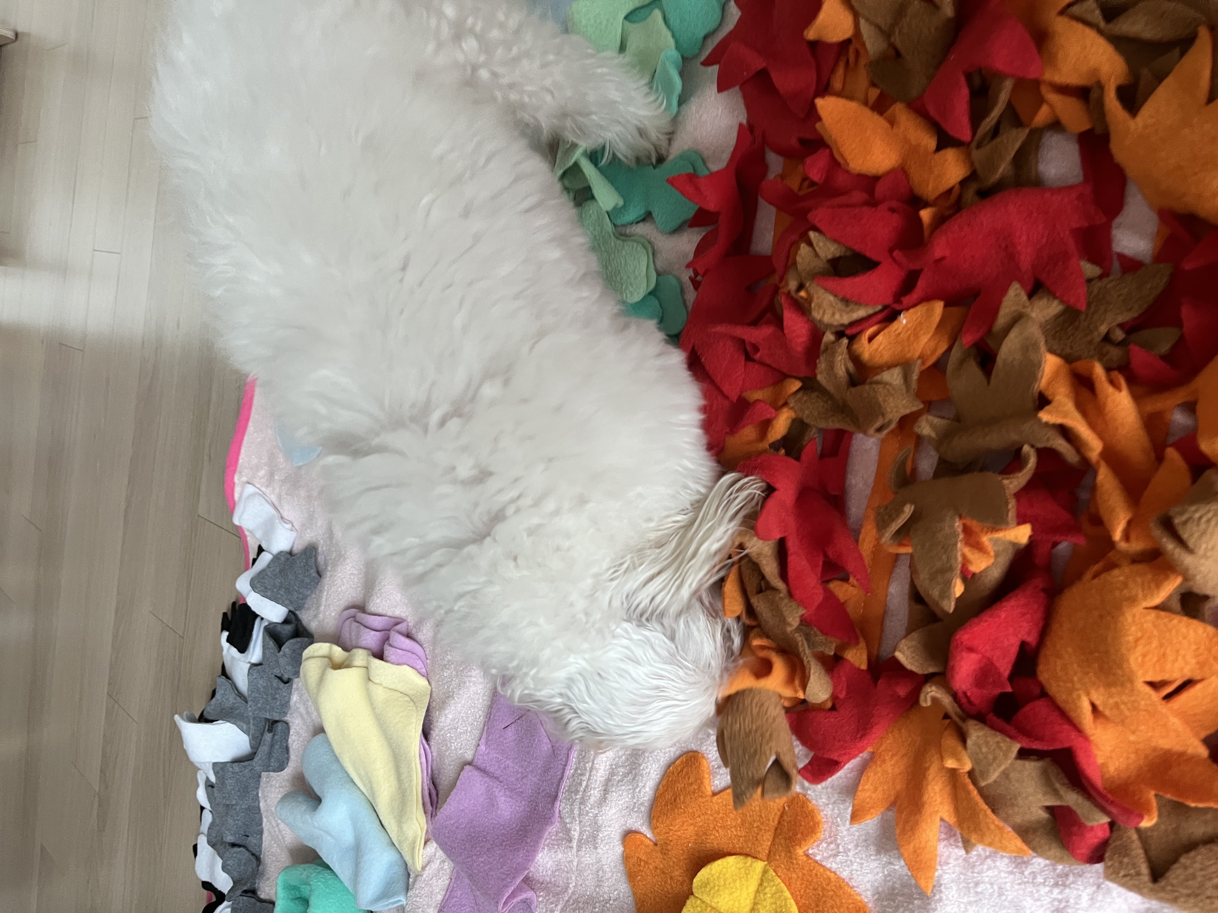 구 둘리 현 둥실 임보 1주일 차예요 :)