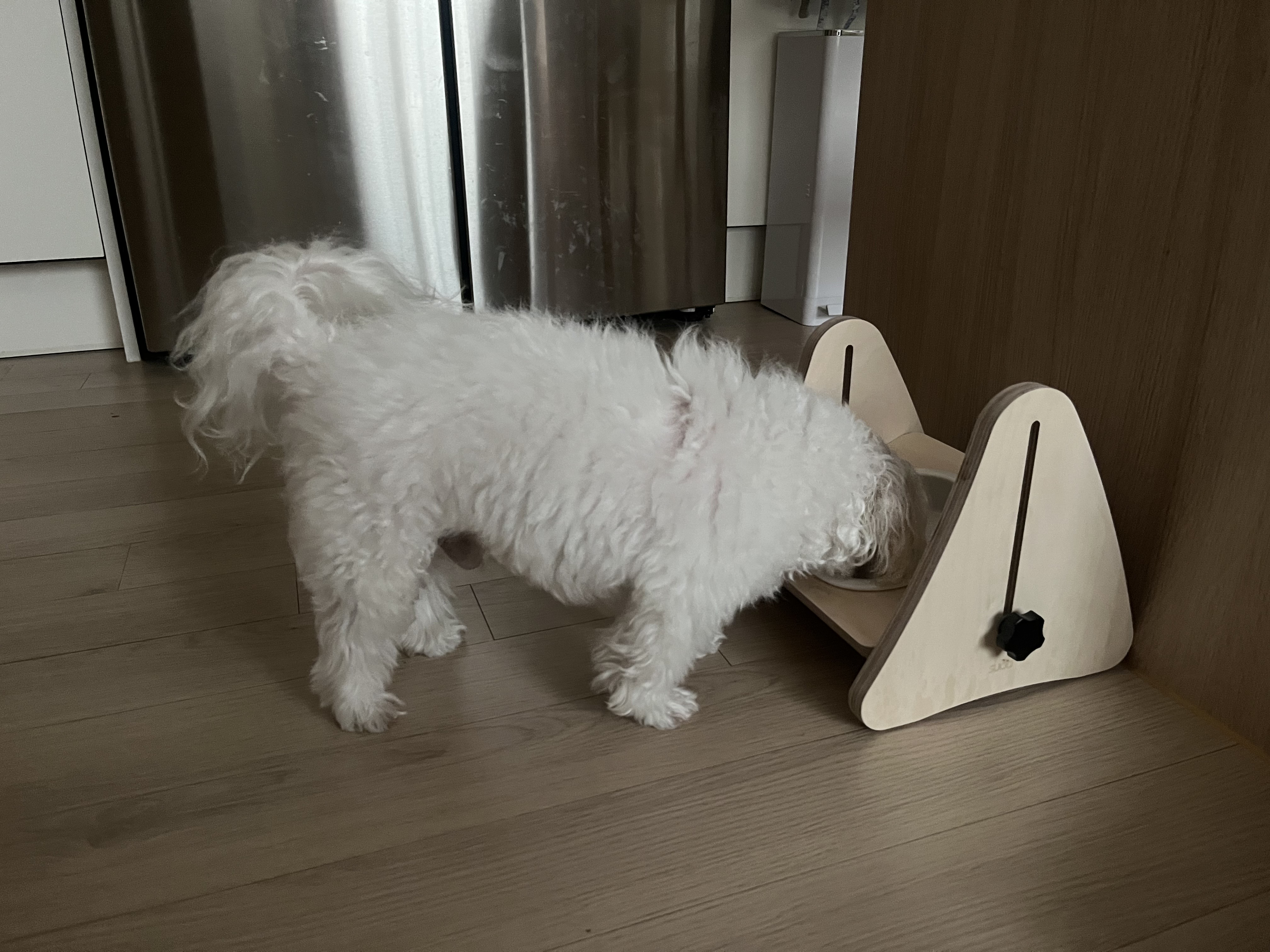 구 둘리 현 둥실 임보 1주일 차예요 :)