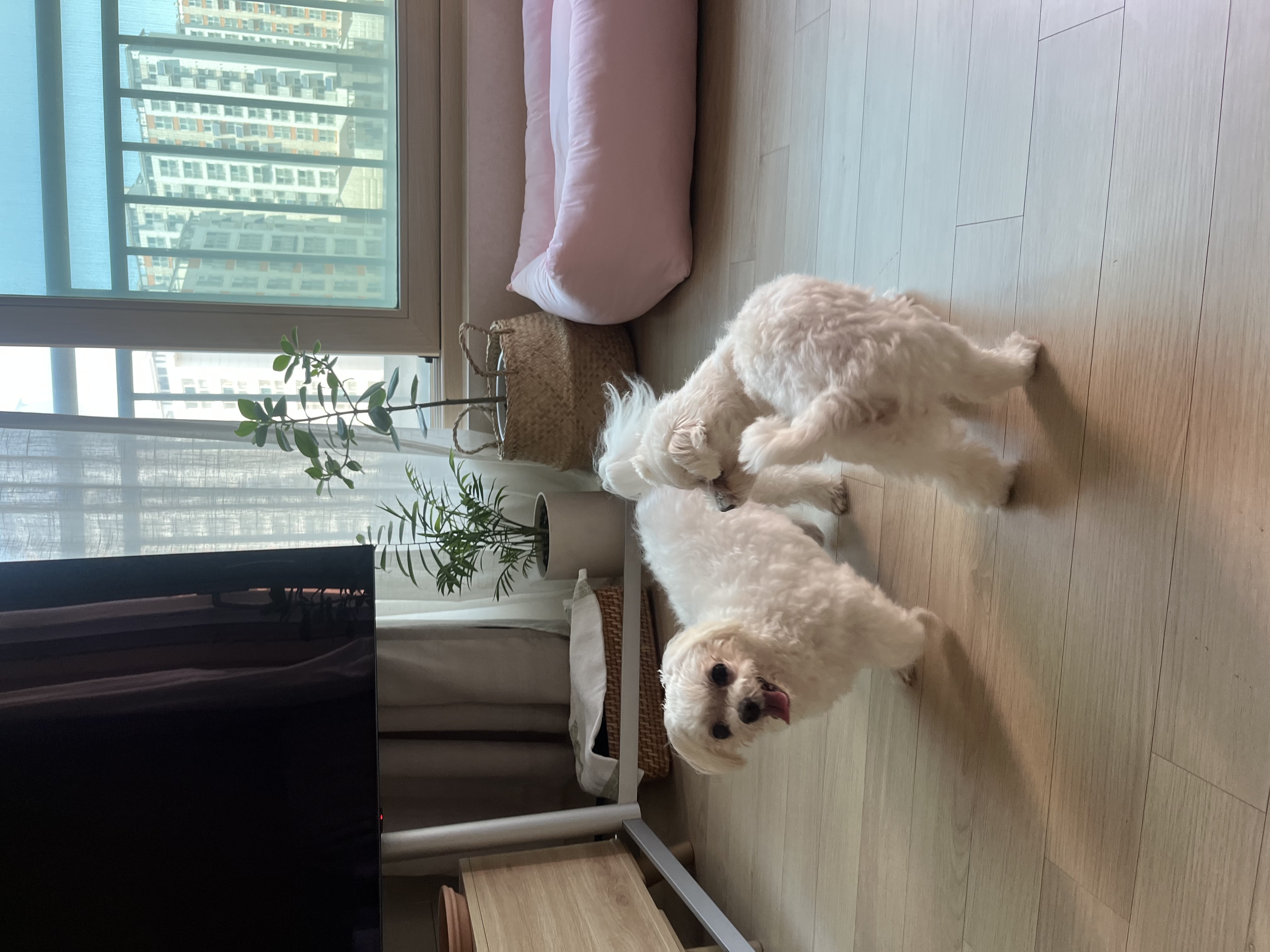 구 둘리 현 둥실 임보 1주일 차예요 :)