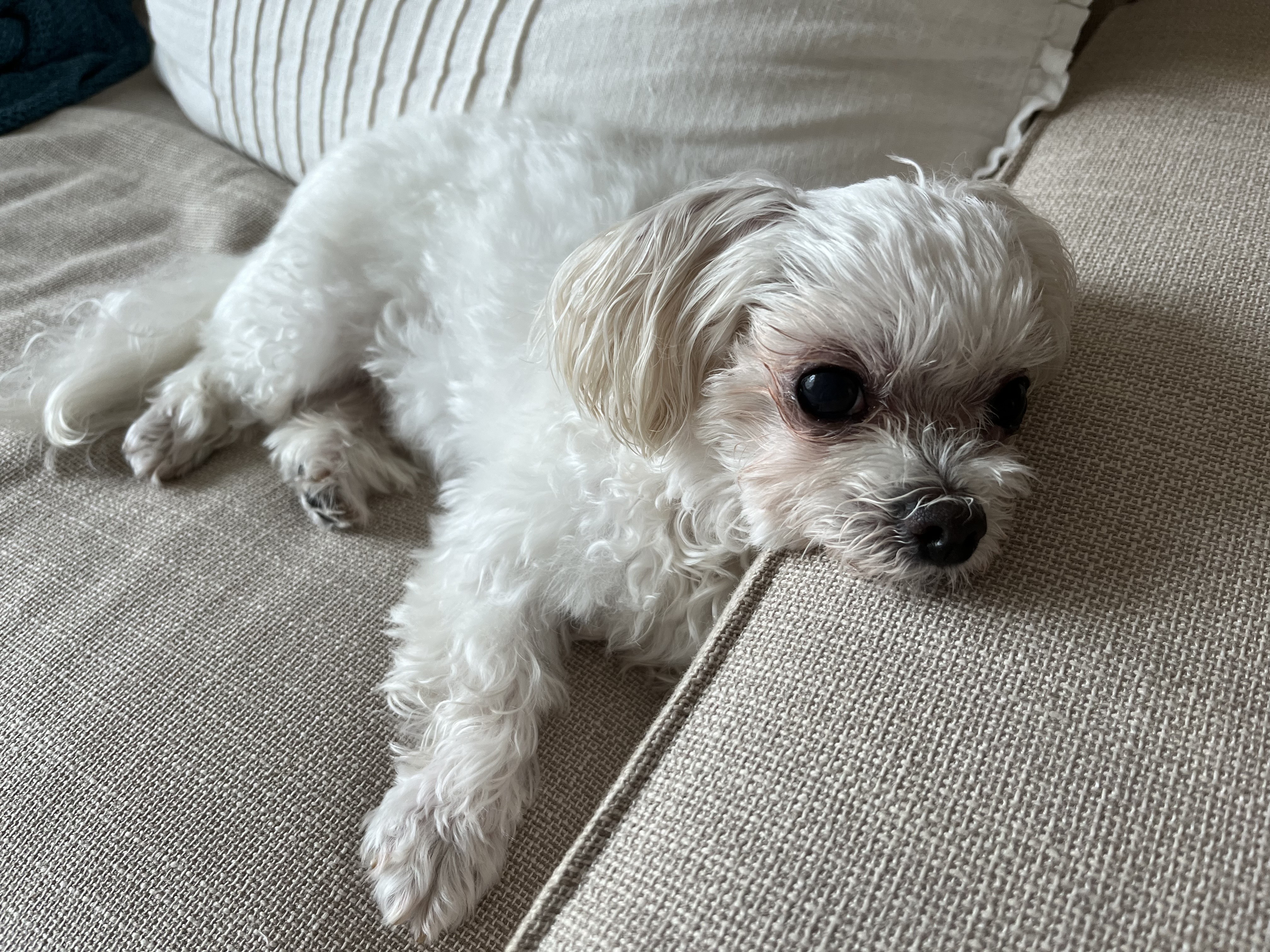 구 둘리 현 둥실 임보 1주일 차예요 :)