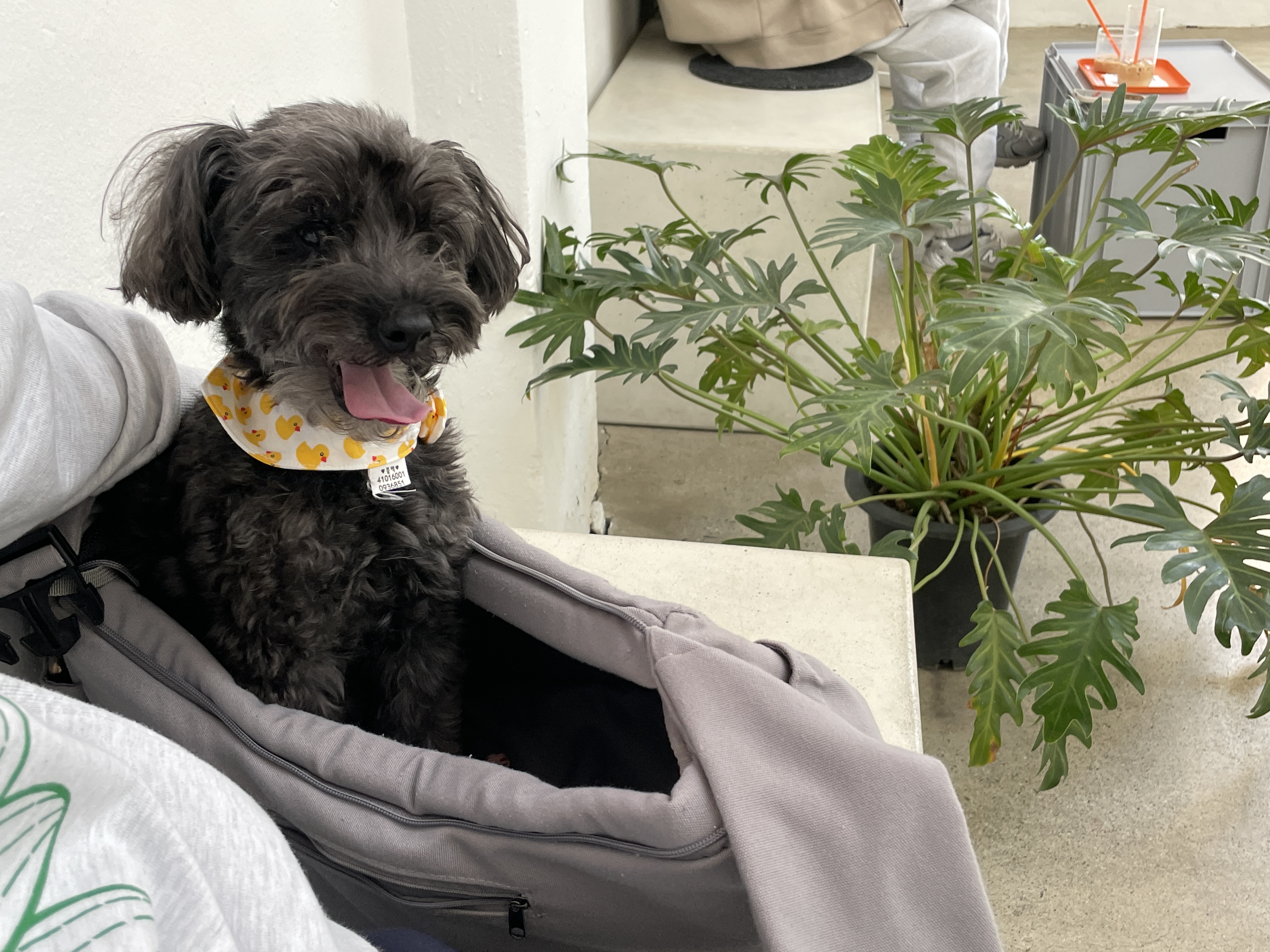 블랙이 입양후기🫶