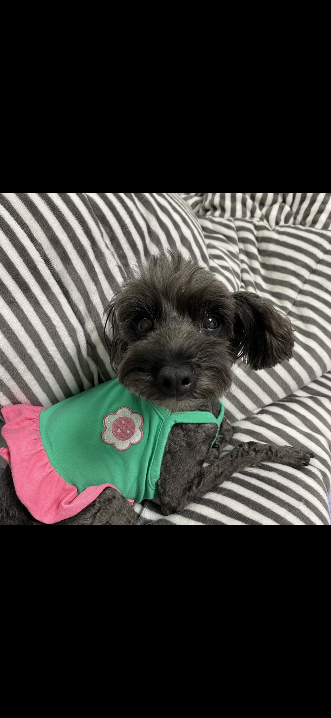 블랙이 입양후기🫶