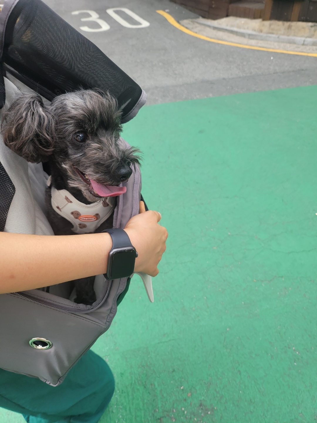 블랙이 입양후기🫶