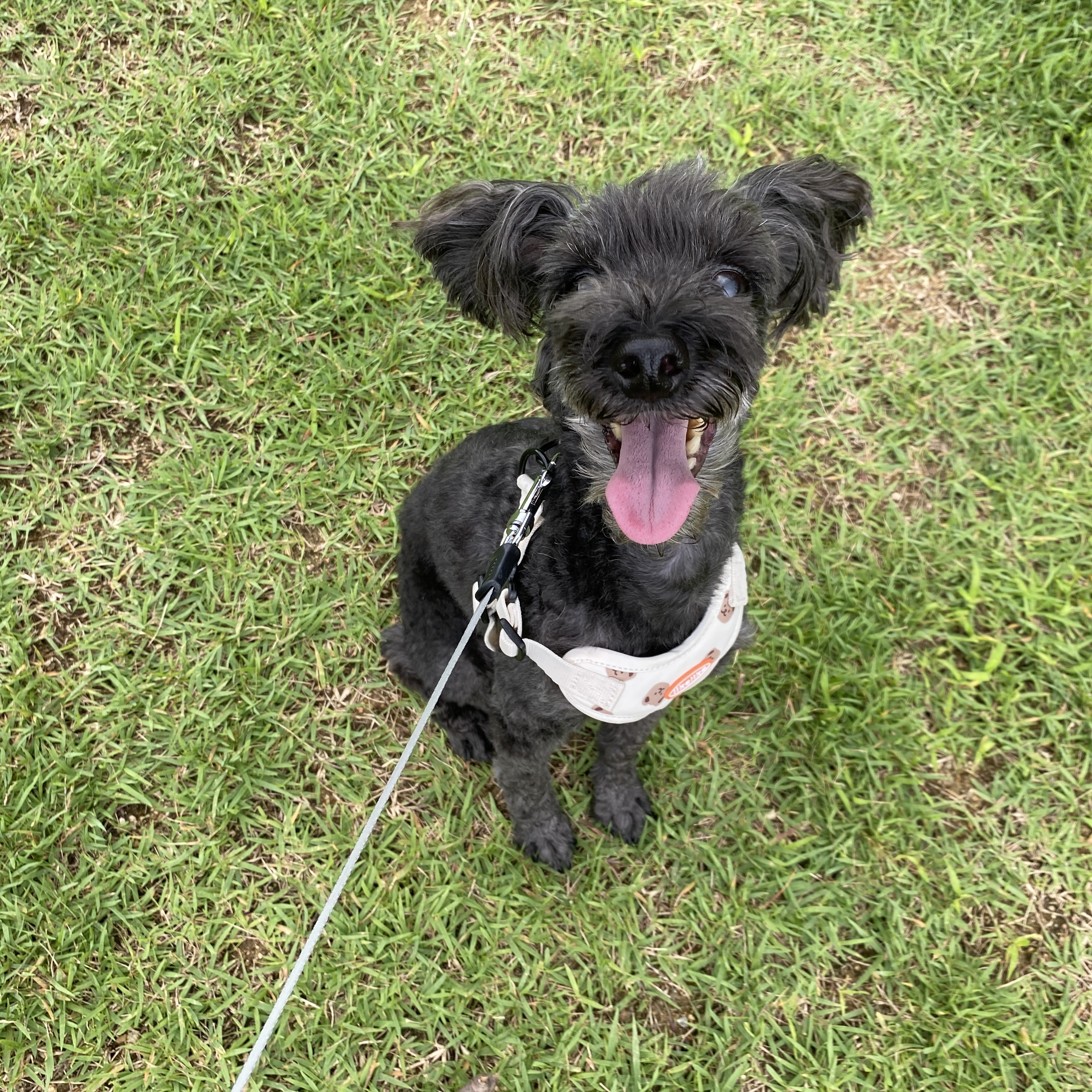 블랙이 입양후기🫶