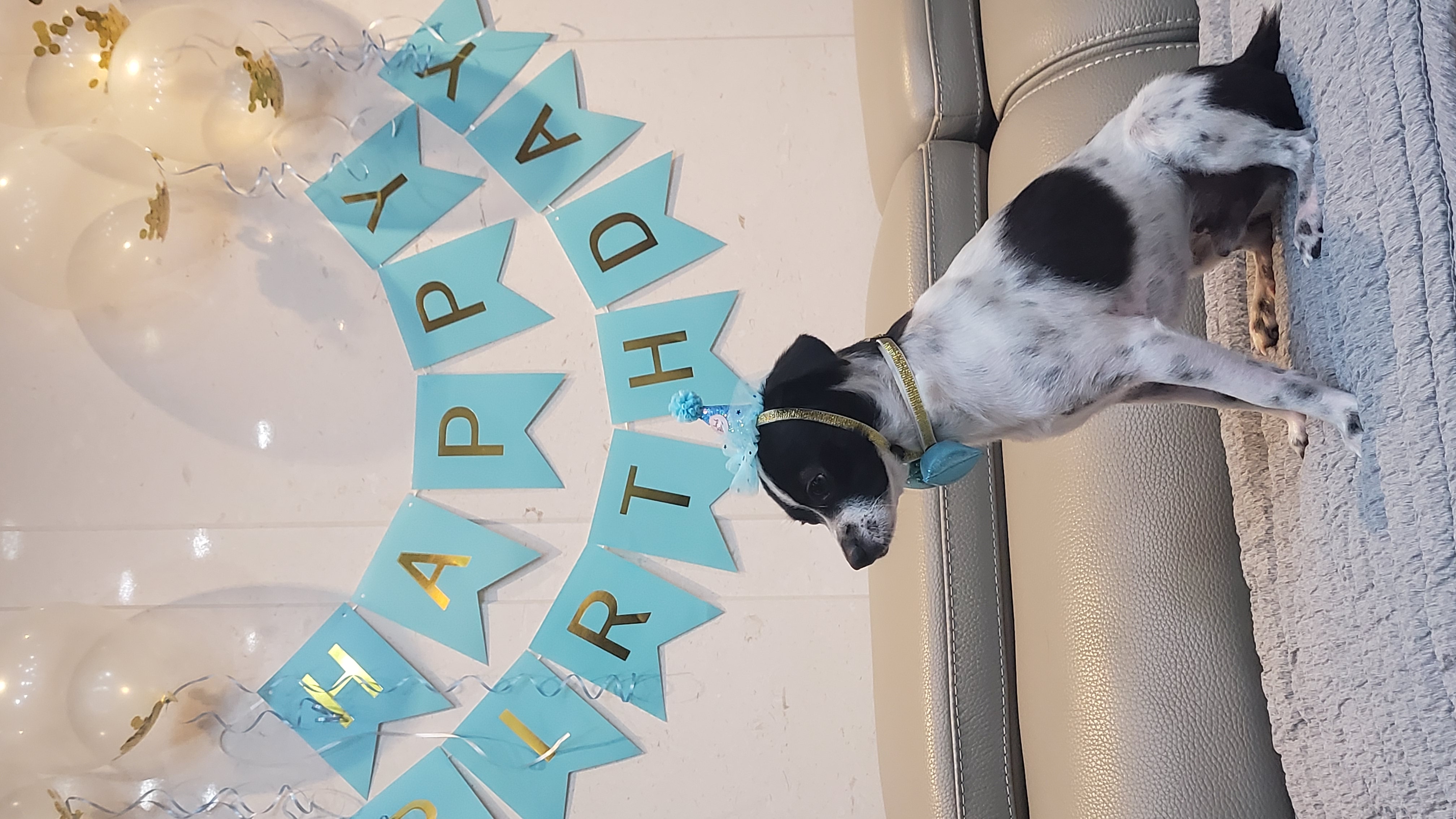 마루생일파티 여름휴가