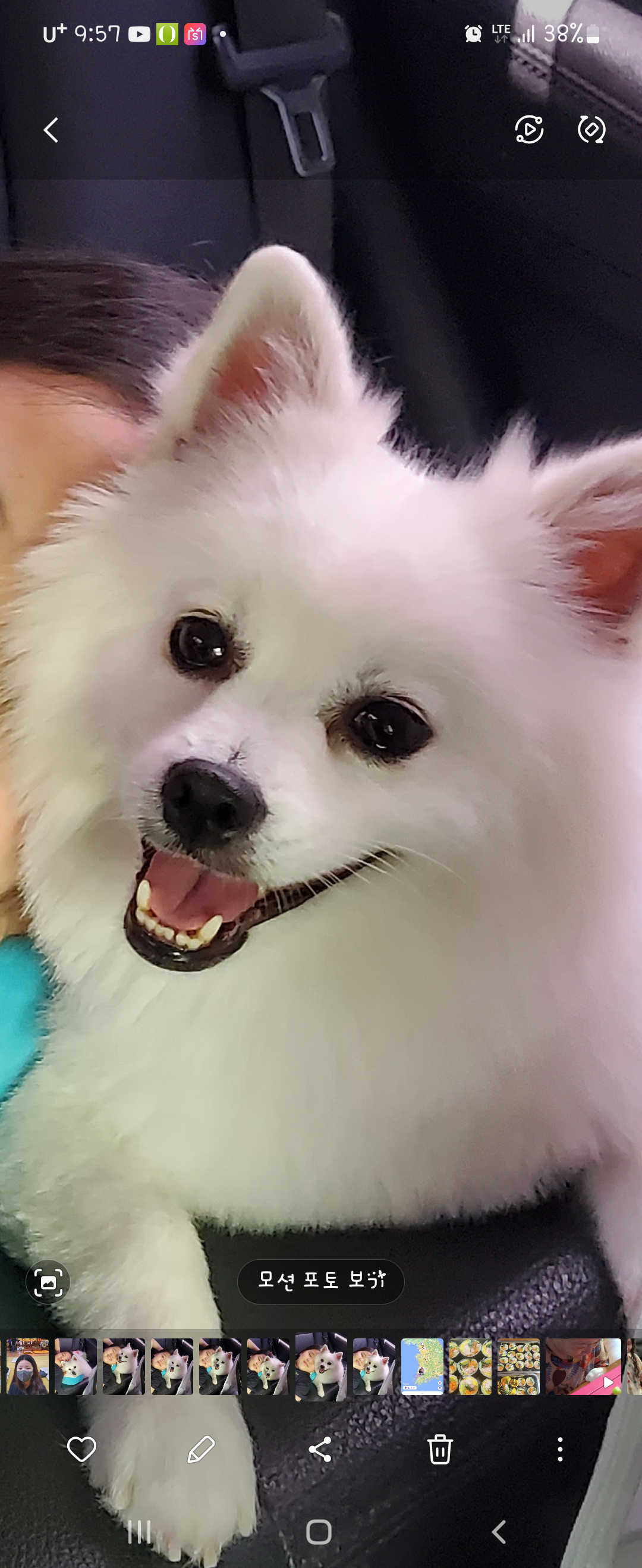 곤지암 달밤이 입양후 1년