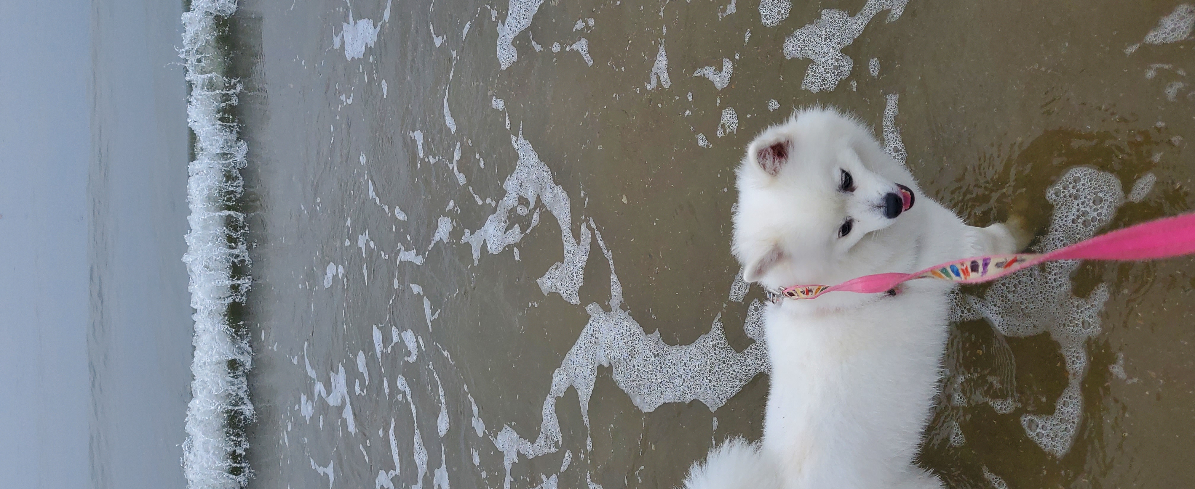 곤지암 달밤이 입양후 1년