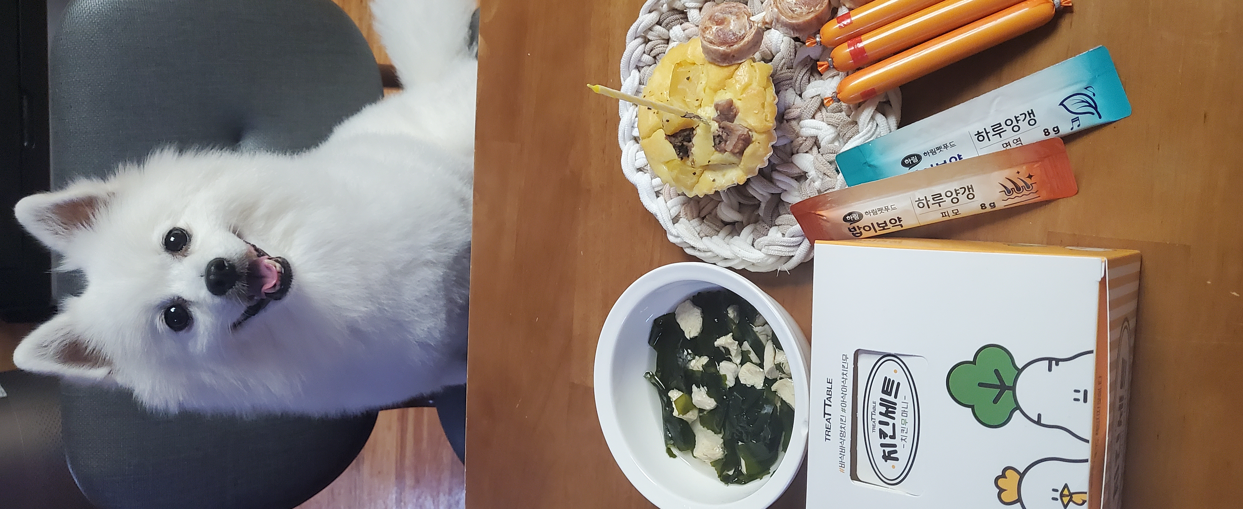 곤지암 달밤이 입양후 1년