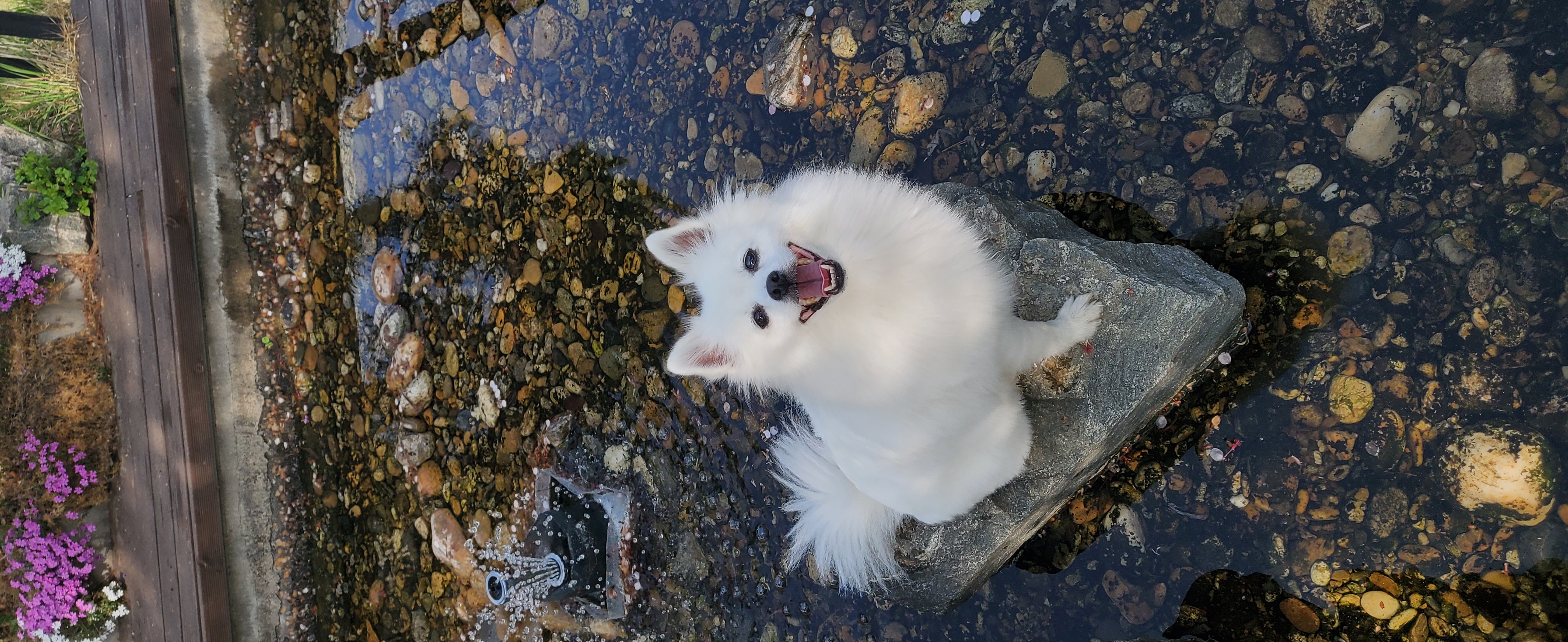 곤지암 달밤이 입양후 1년
