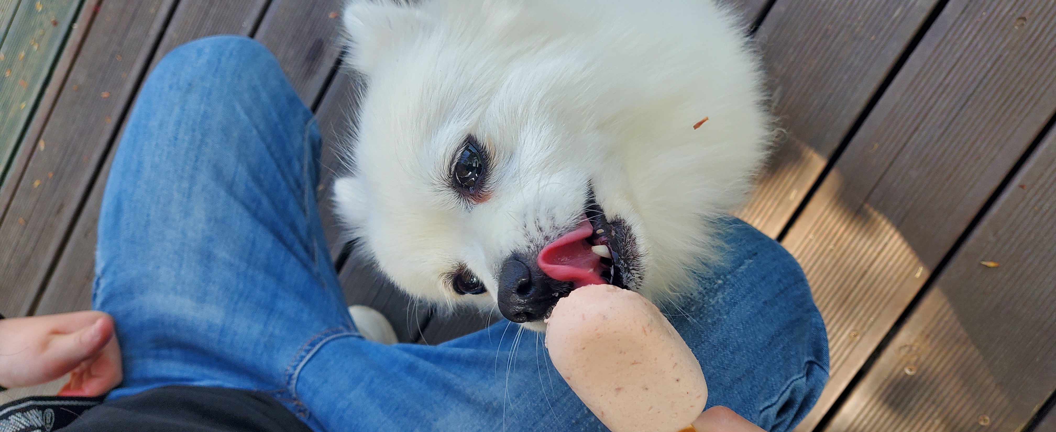 곤지암 달밤이 입양후 1년