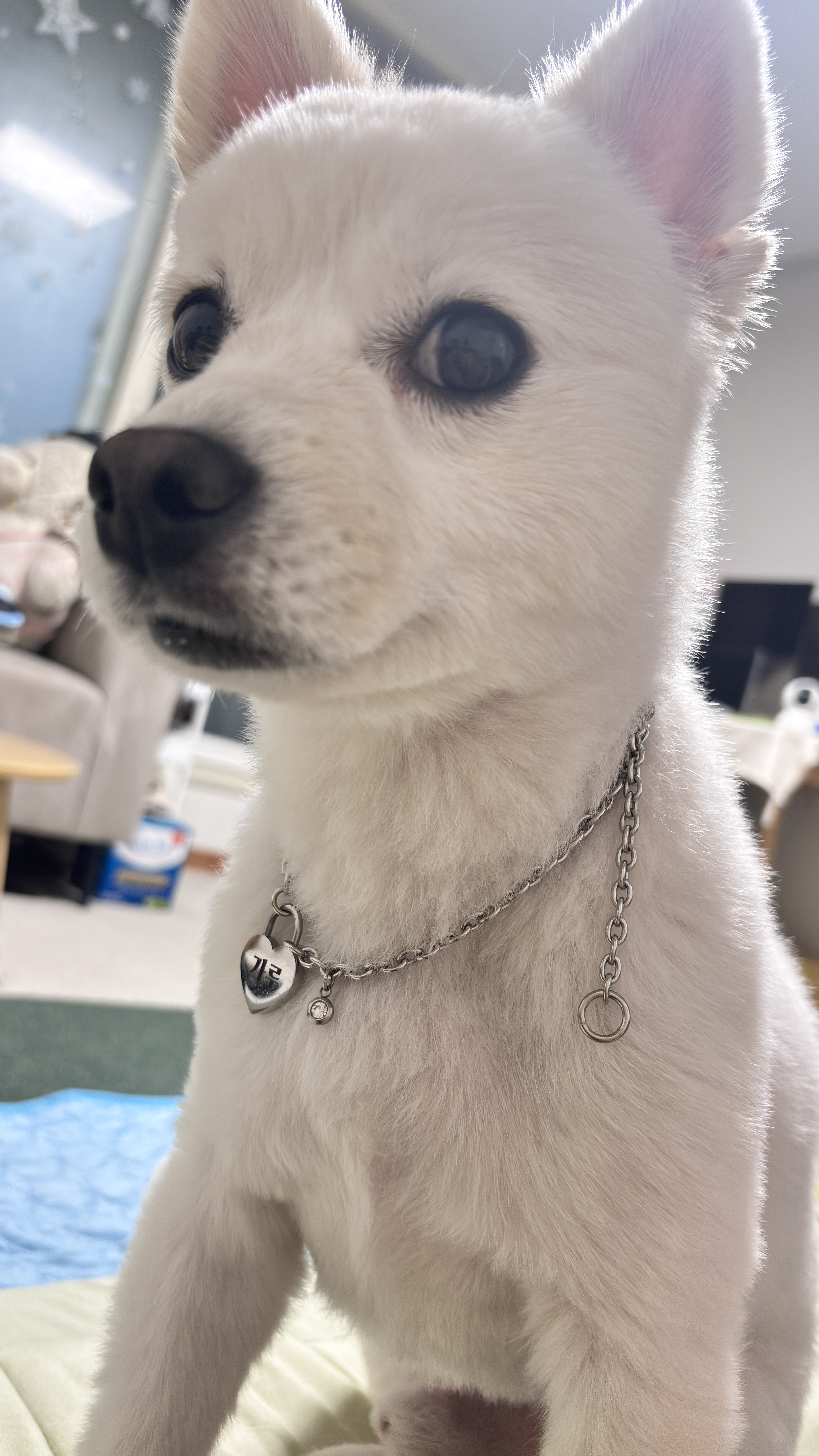 (구)머피 (현)가루 이제 이 강아지는 제껍니다.