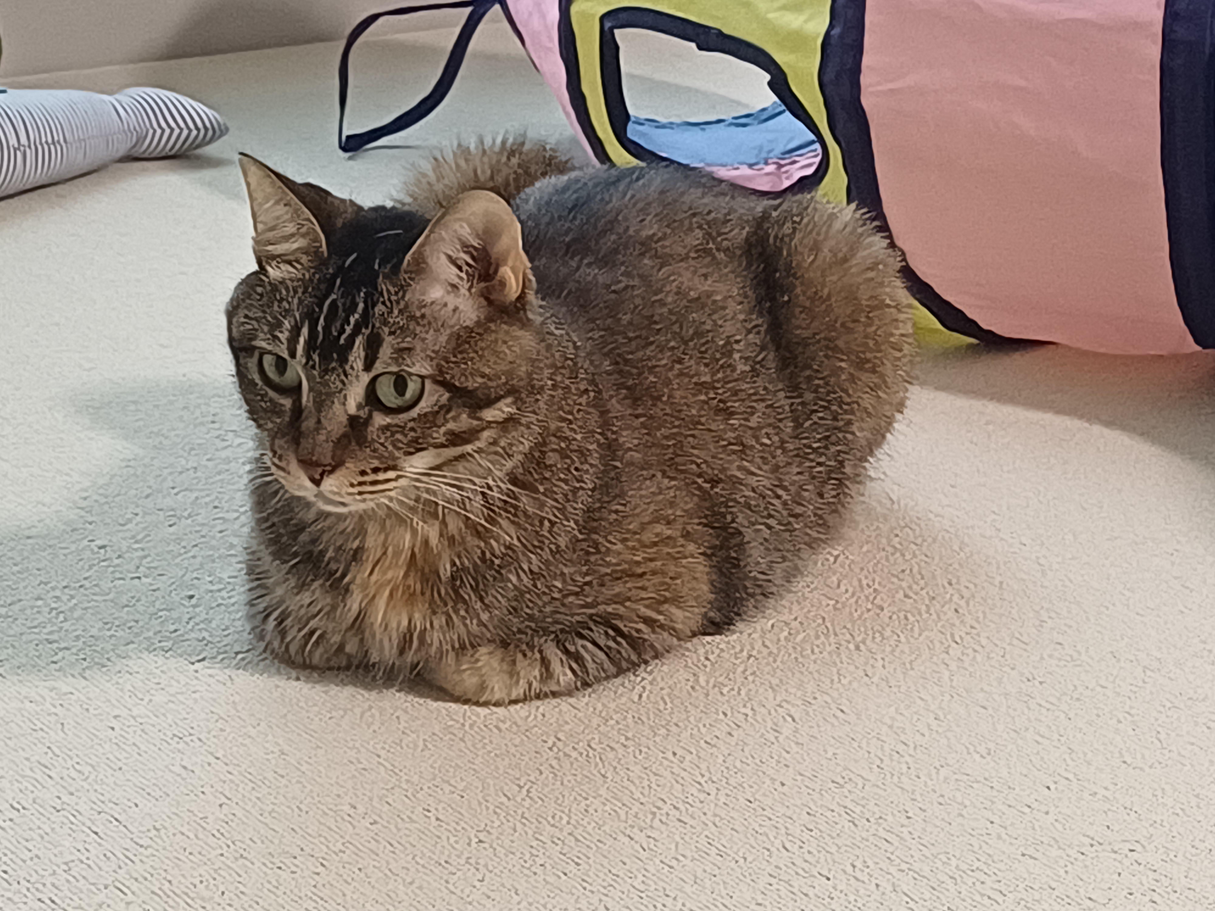 (현)후추 (구)마동이 3개월 됐어요~