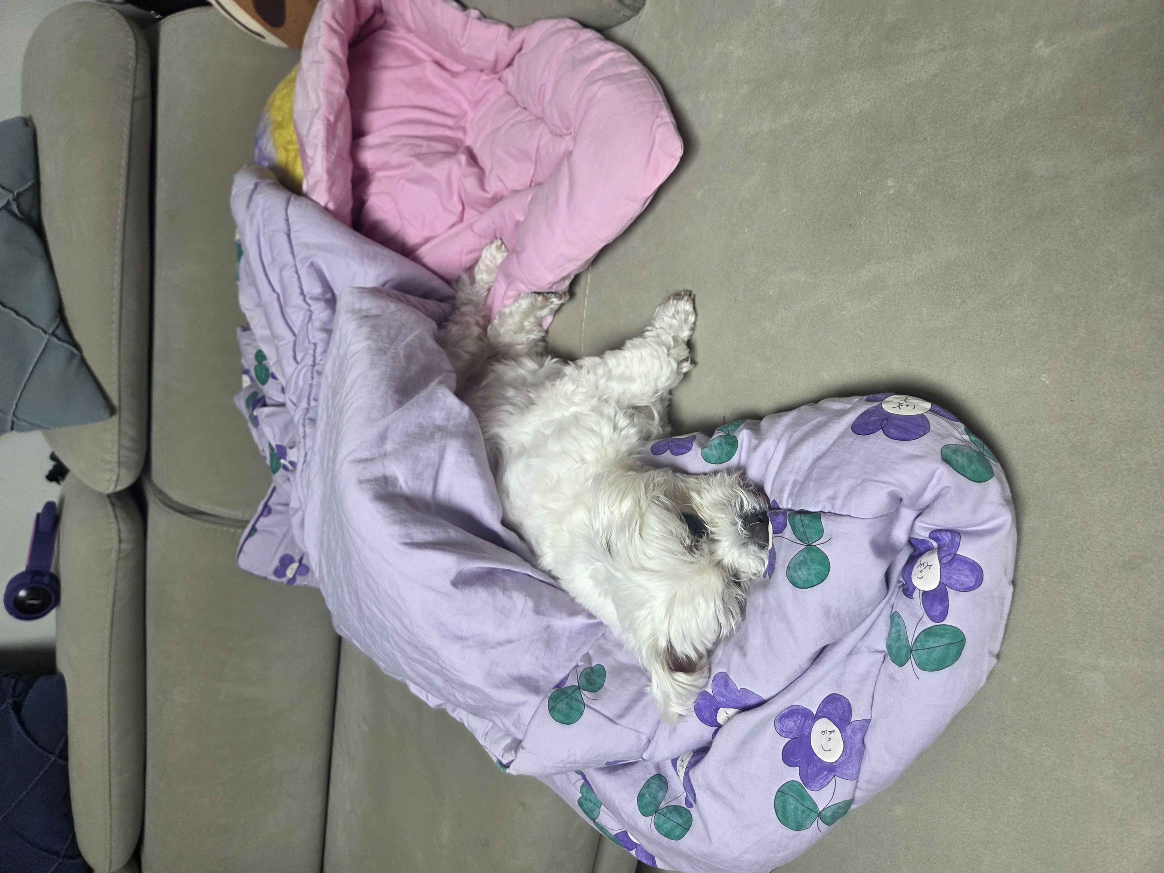 보령번식장구조견  티코