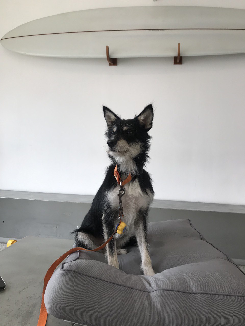 두송이와 함께 3개월!