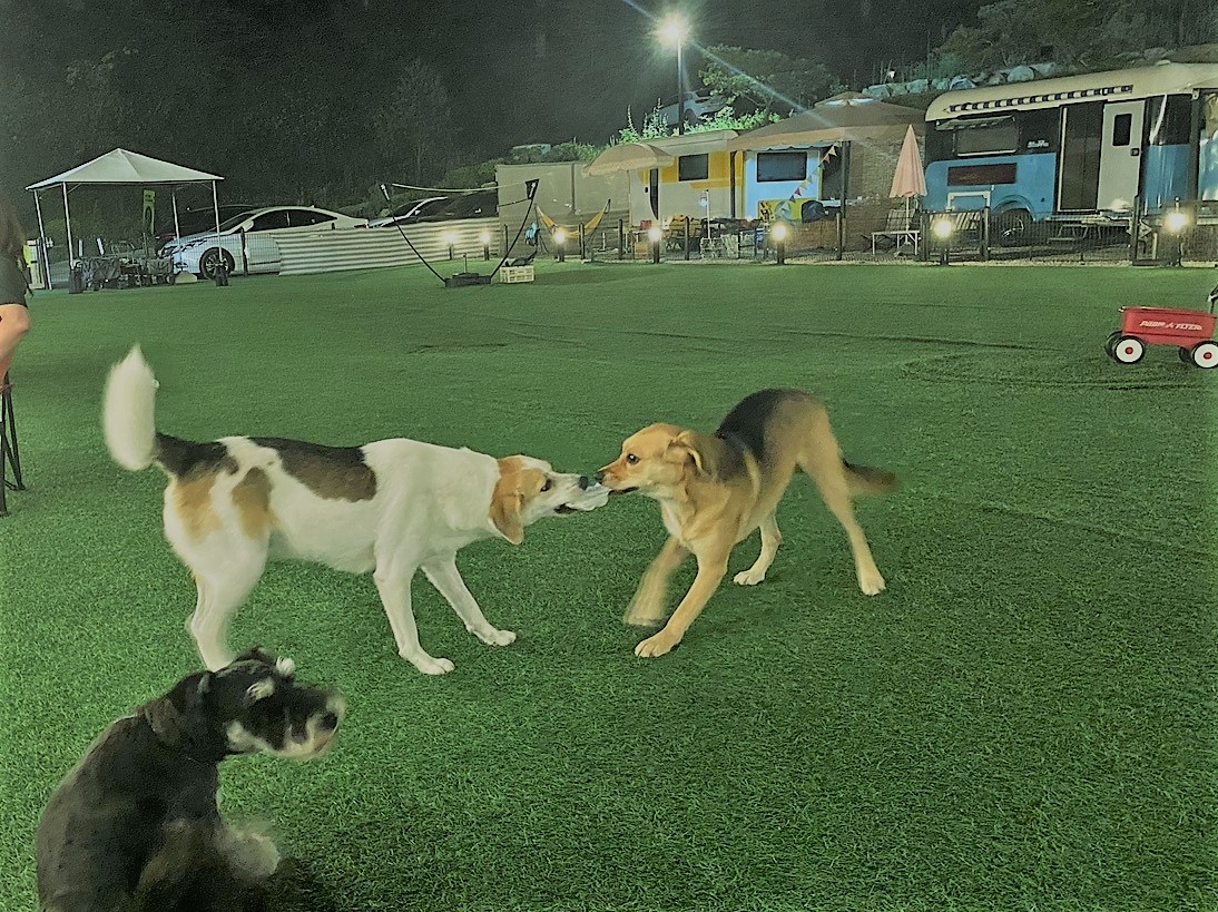 웅이와 장이 형제 입양 2년...새 형제도 생겼어요