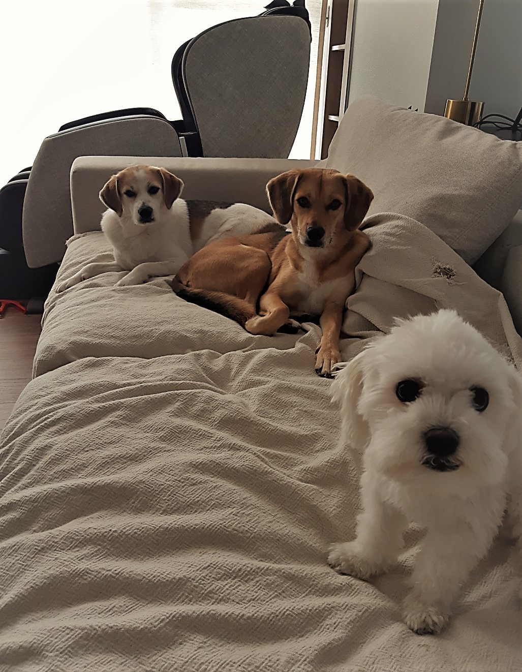 웅이와 장이 형제 입양 2년...새 형제도 생겼어요