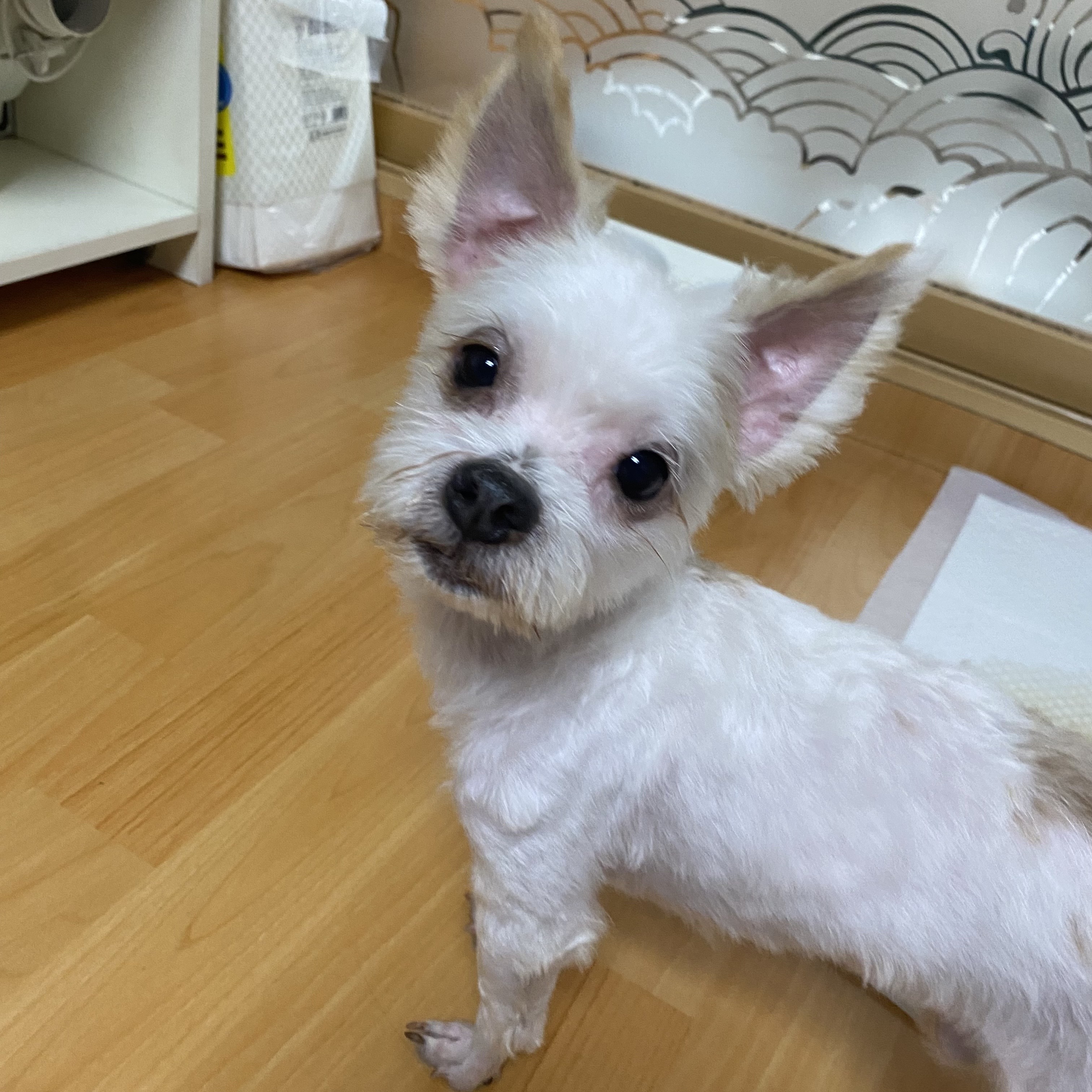 아산 호더 구조견 아금이 (현재:태산이) 임보 소식