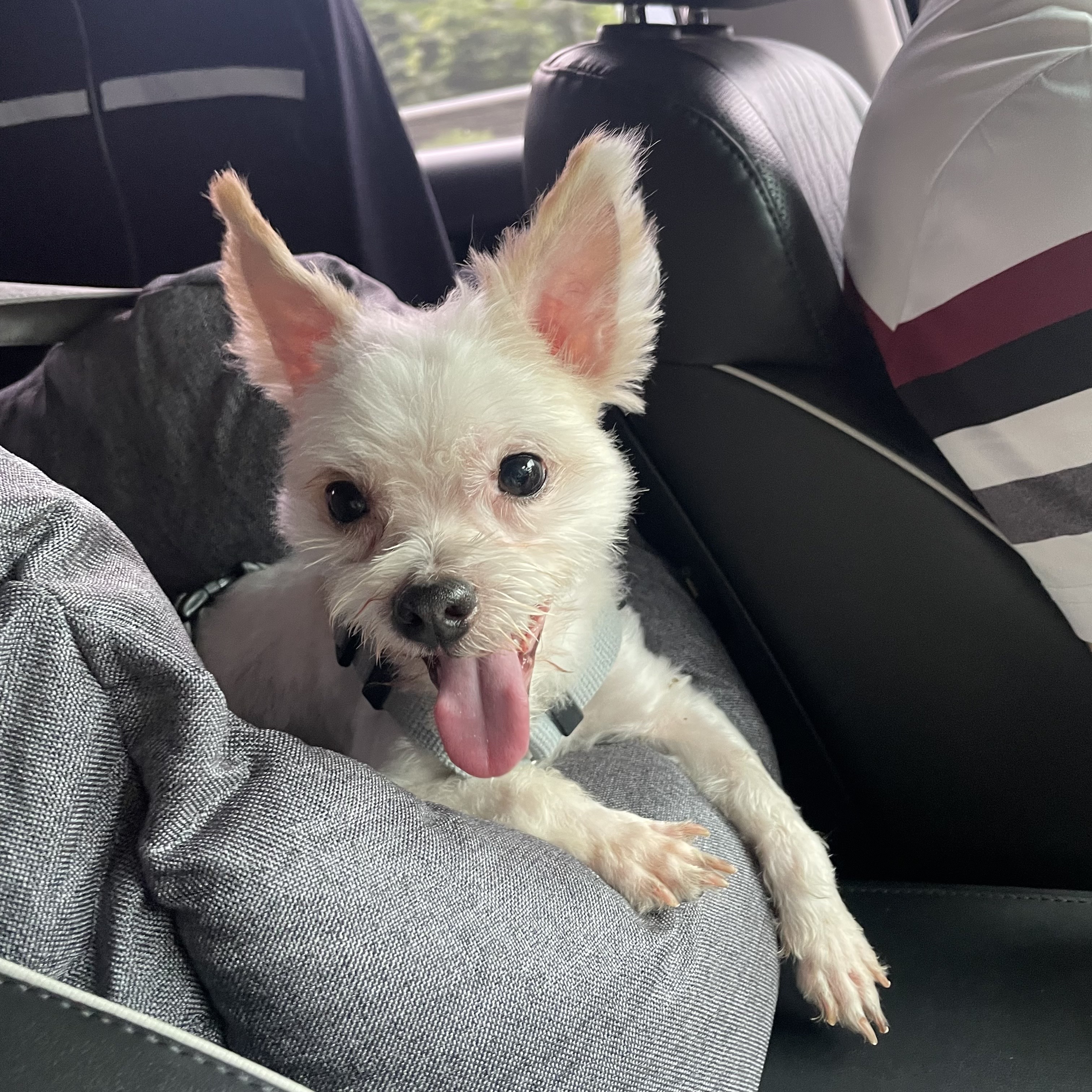 아산 호더 구조견 아금이 (현재:태산이) 임보 소식