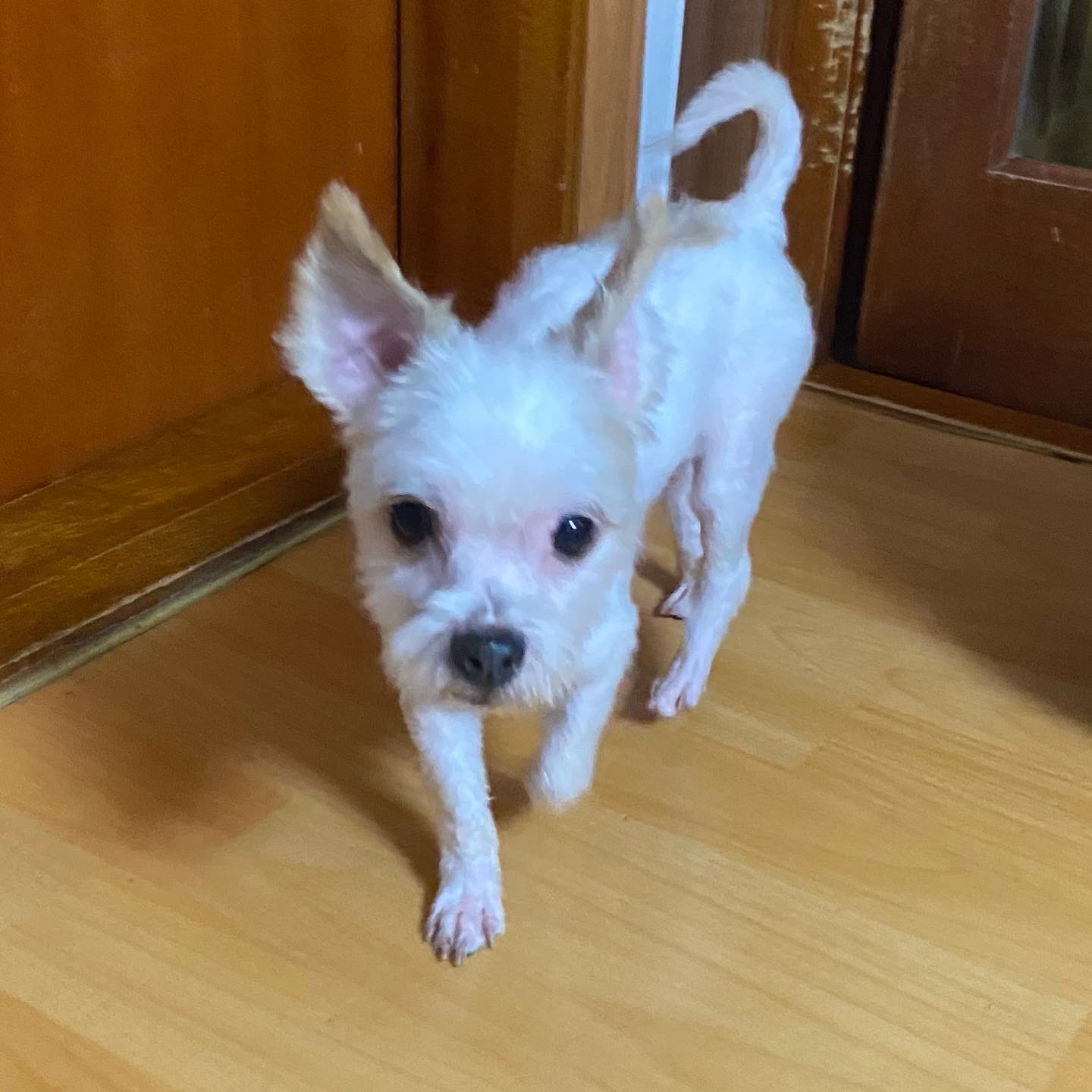 아산 호더 구조견 아금이 (현재:태산이) 임보 소식