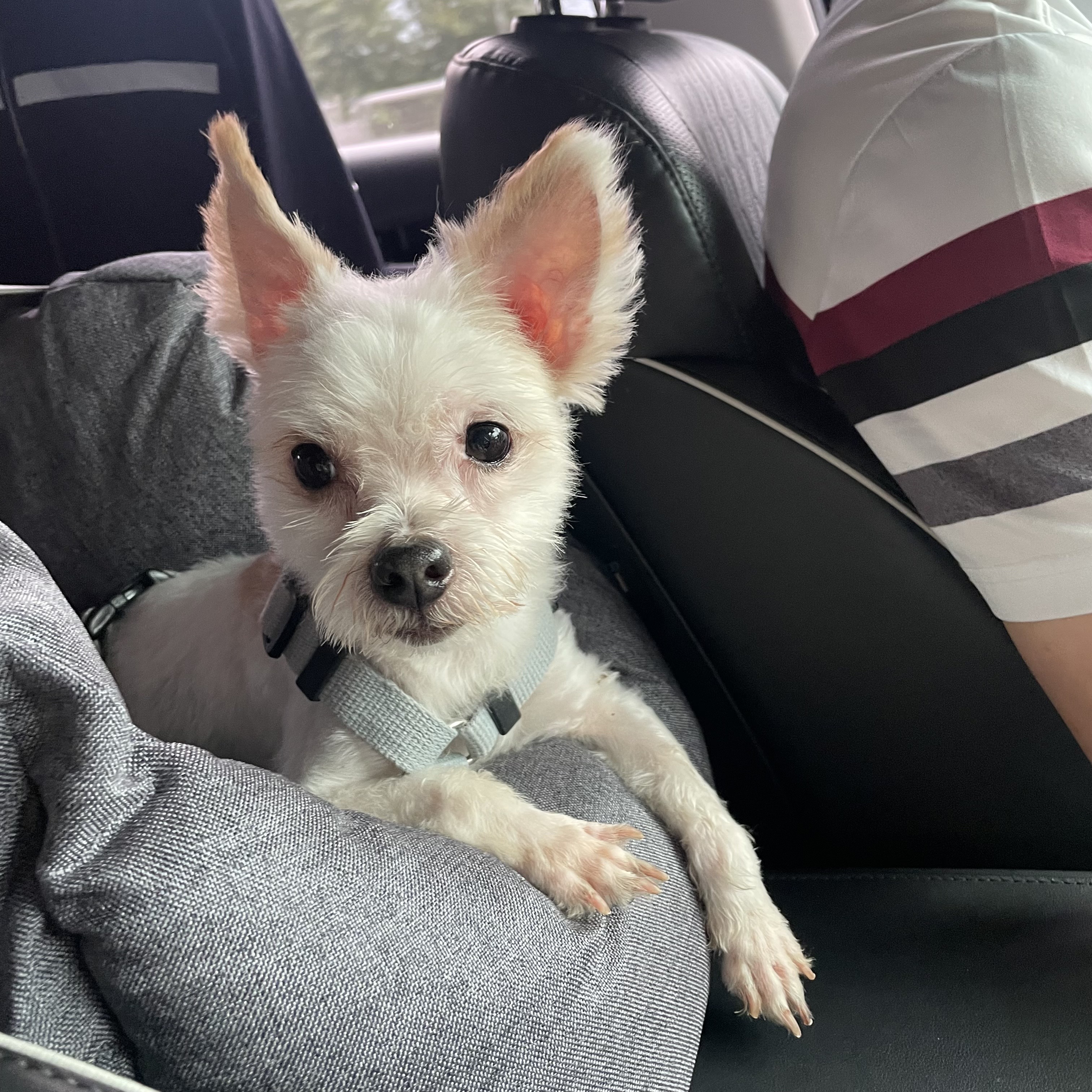 아산 호더 구조견 아금이 (현재:태산이) 임보 소식