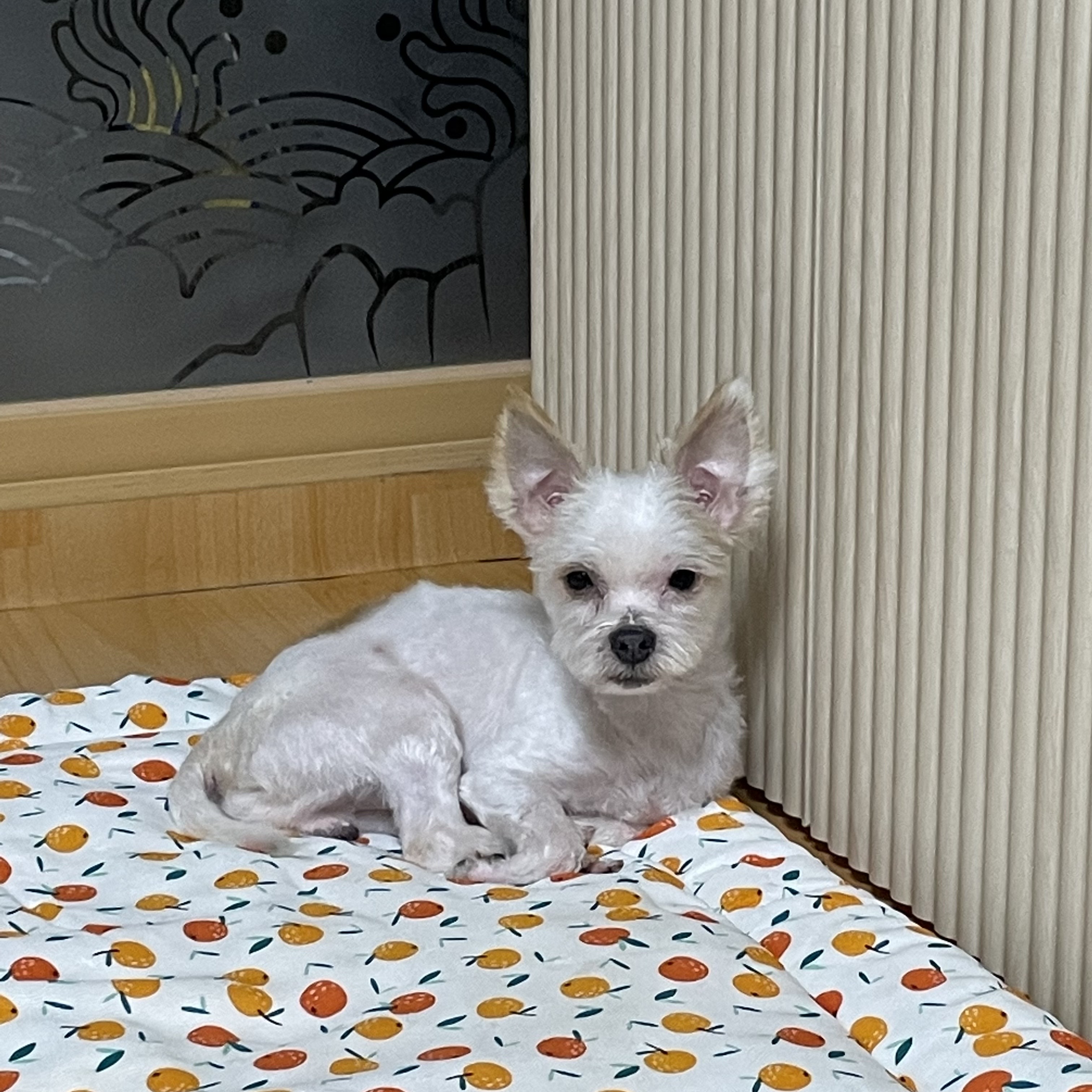 아산 호더 구조견 아금이 (현재:태산이) 임보 소식