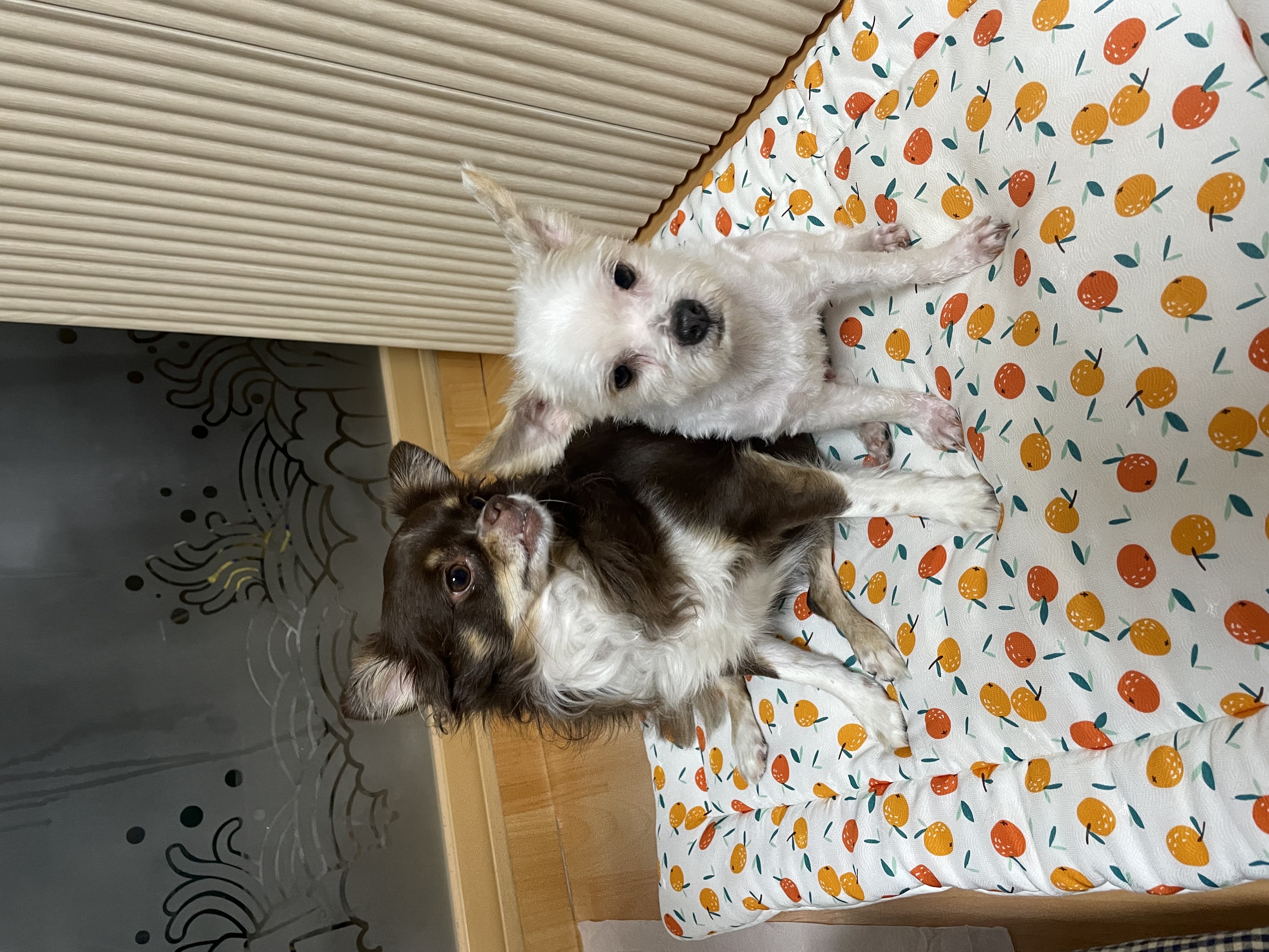 아산 호더 구조견 아금이 (현재:태산이) 임보 소식