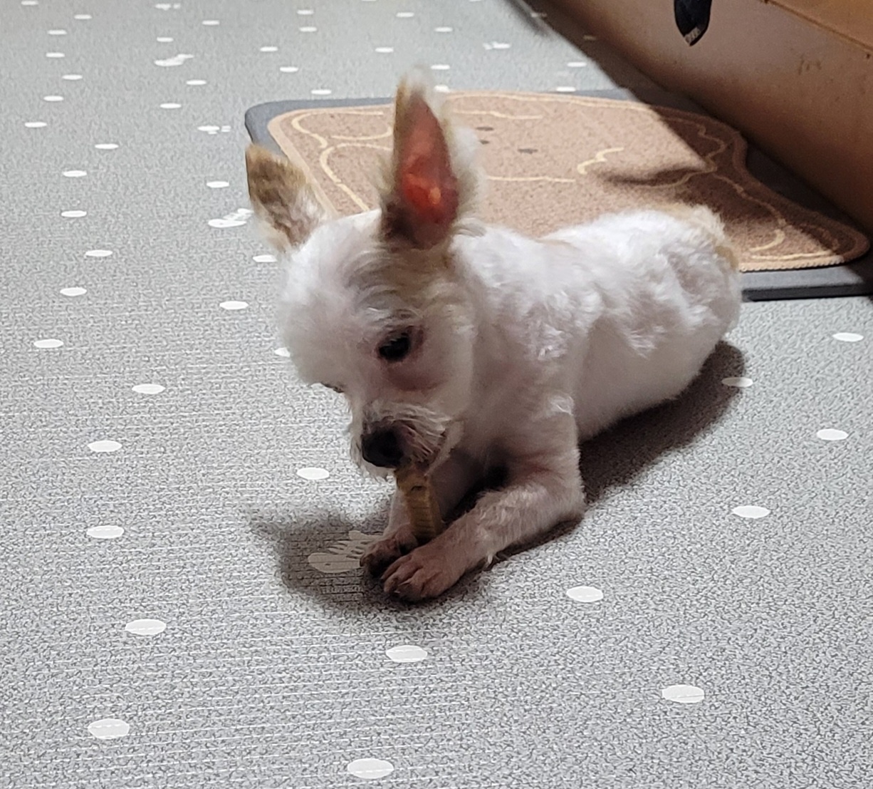 아산 호더 구조견 아금이 (현재:태산이) 임보 소식