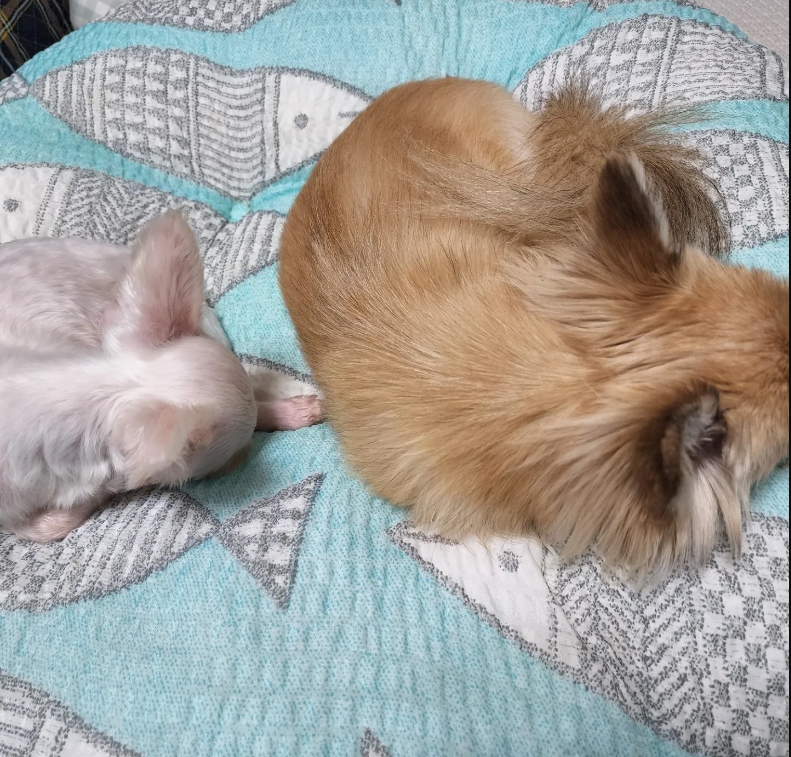 아산 호더 구조견 엄지 입양후기