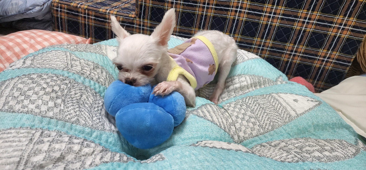 아산 호더 구조견 엄지 입양후기