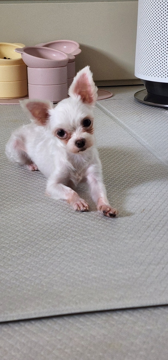 아산 호더 구조견 엄지 입양후기