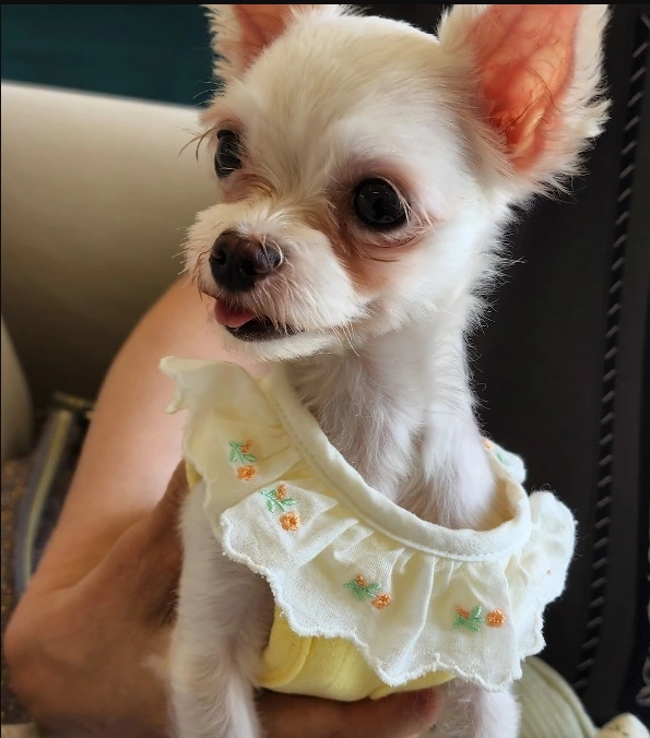 아산 호더 구조견 엄지 입양후기