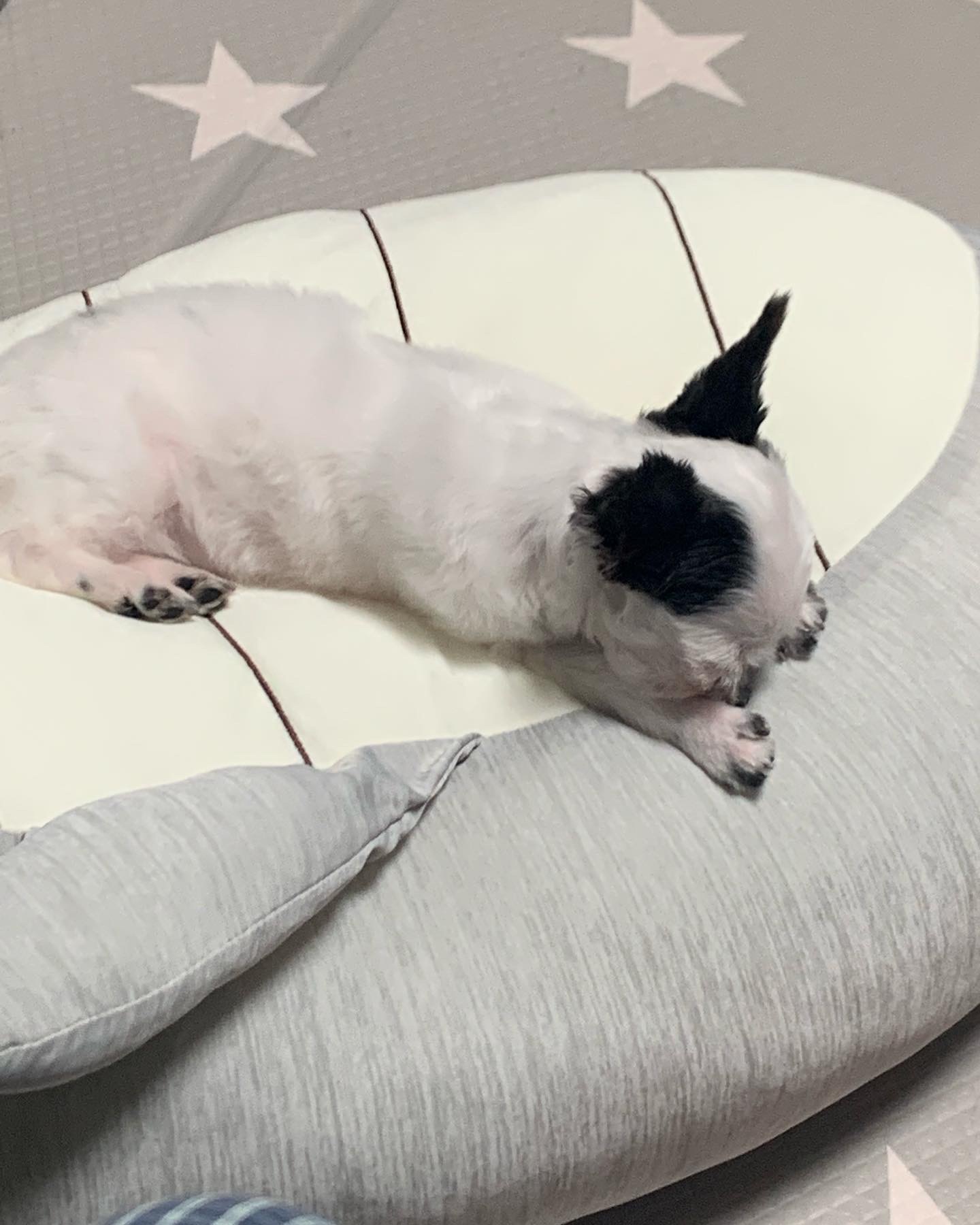 갈래 입양후기입니다